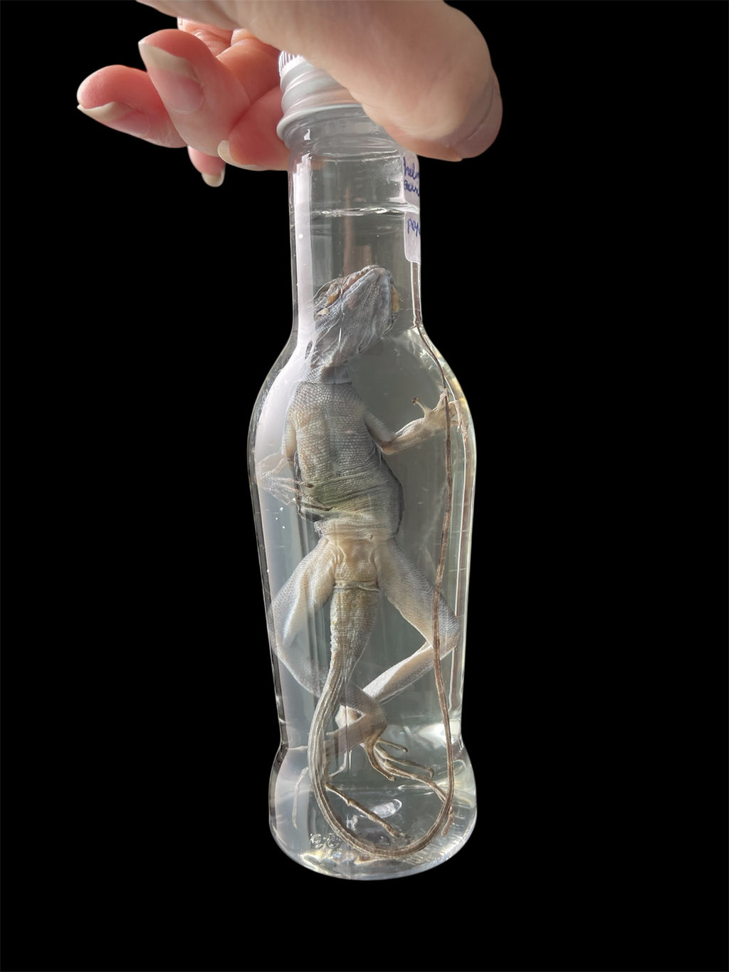 helmbasilik fles plexi S - sterk water