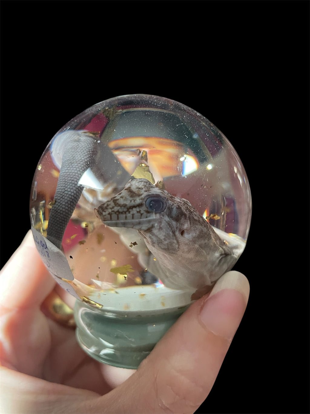 dag gekko bol S - sterk water