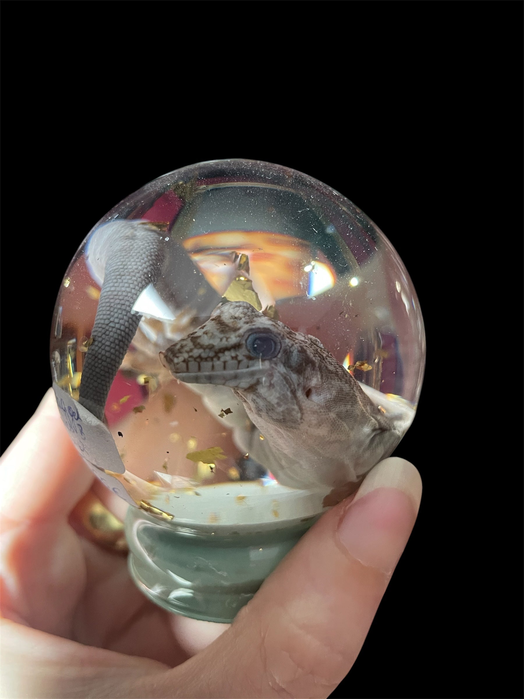 dag gekko bol S - sterk water