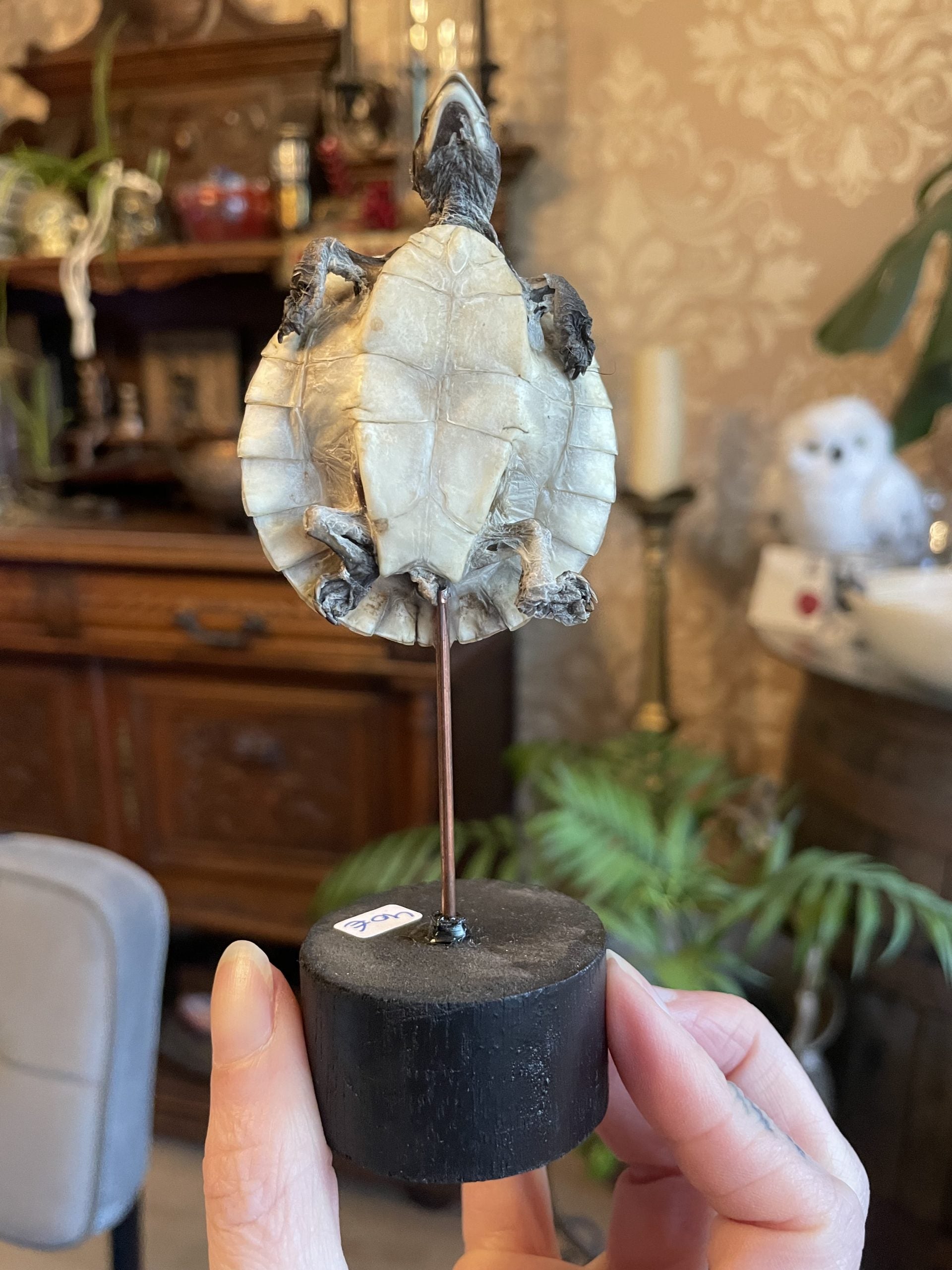 staander waterschildpad