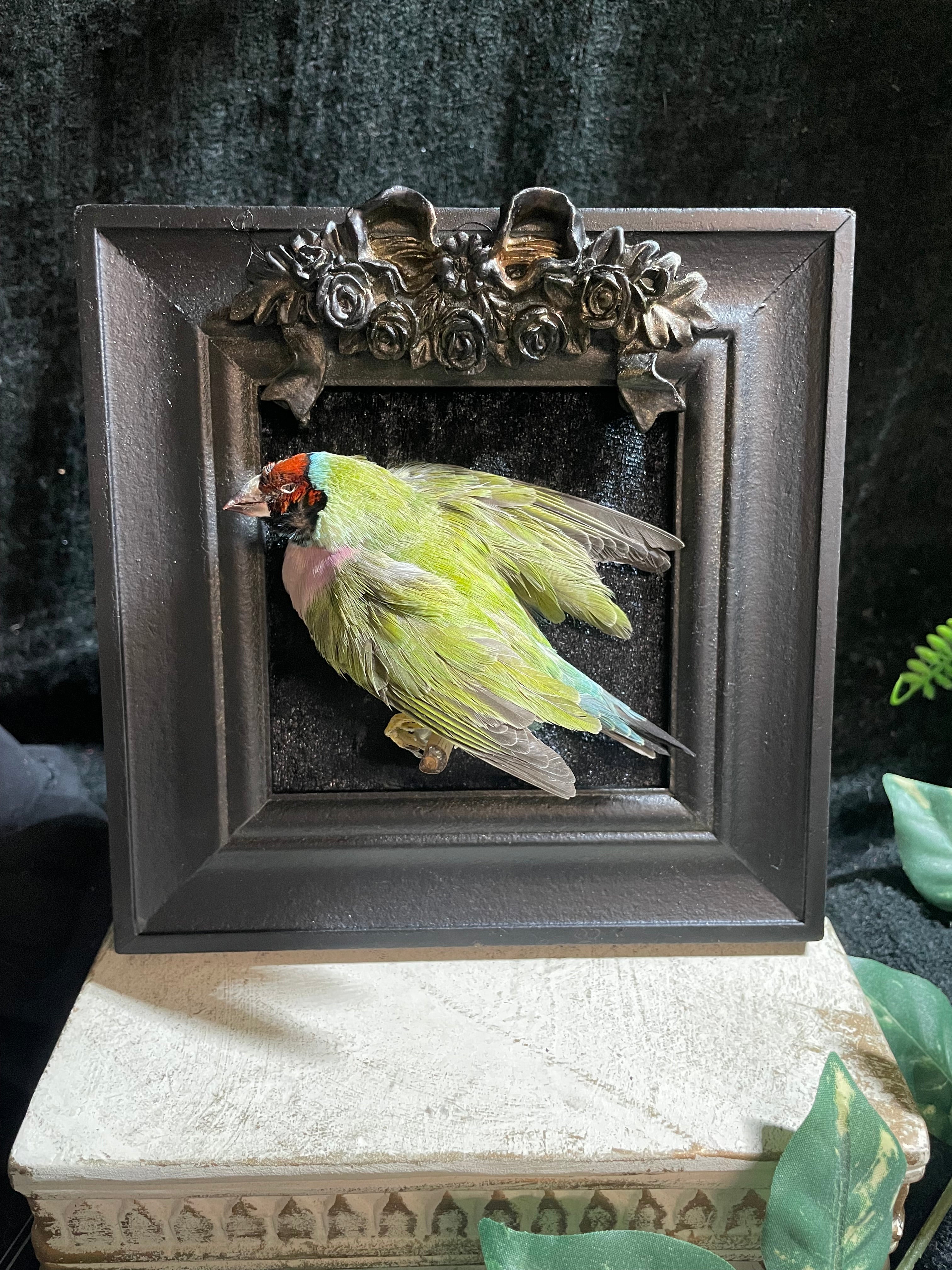 kader vogel Gouldamadine - gemumificeerd