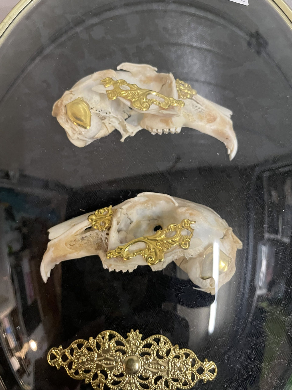 kader schedel konijn ovaal A