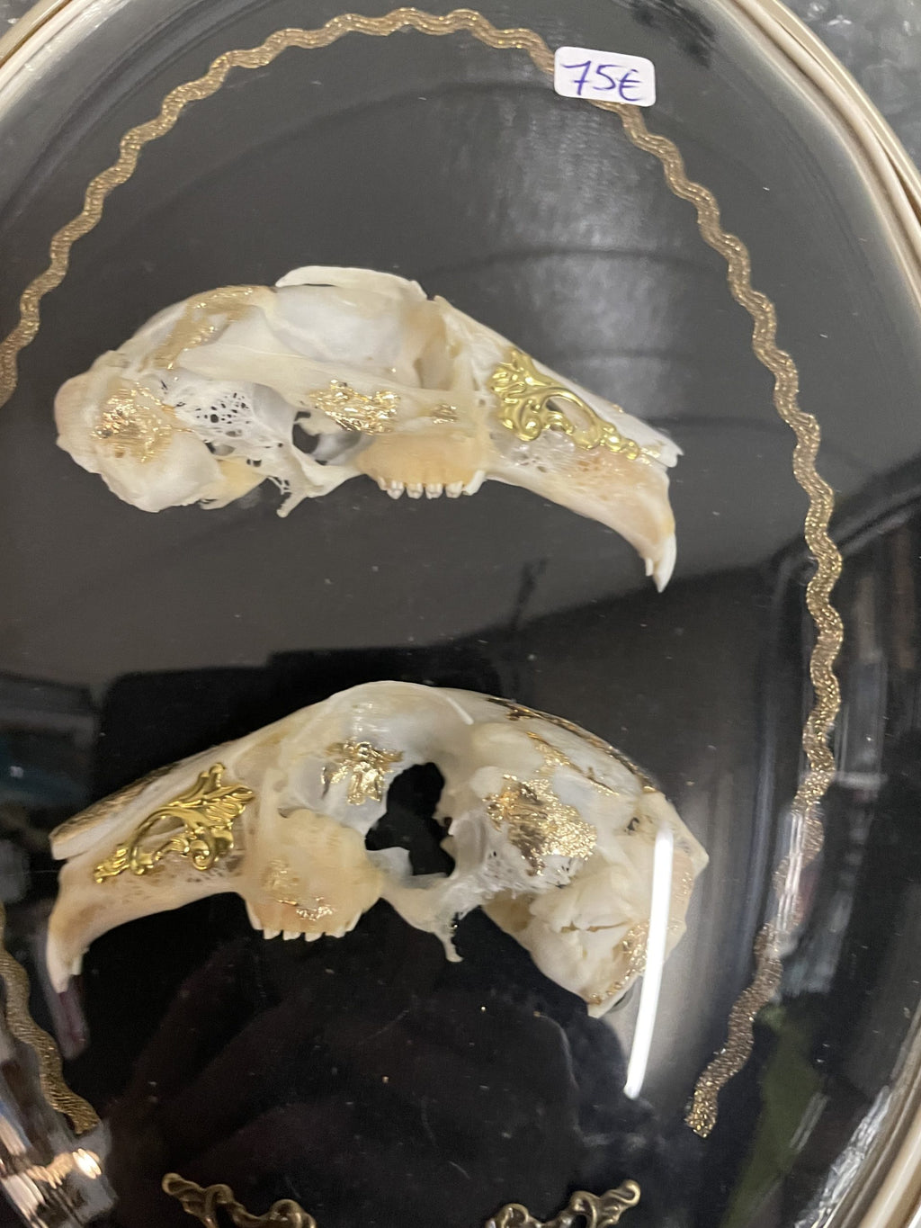 kader schedel konijn ovaal B