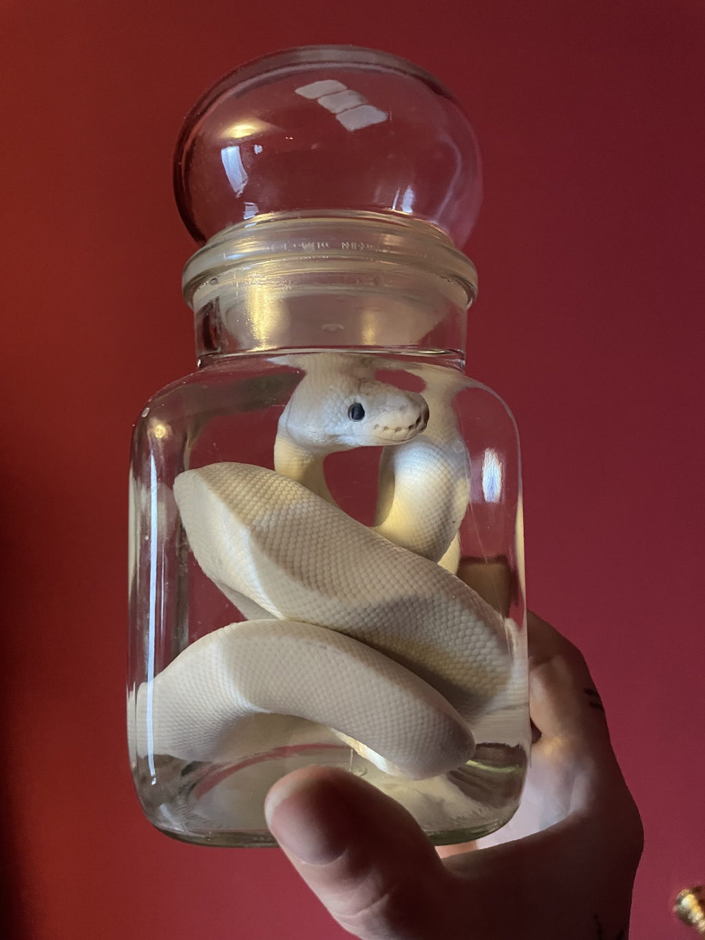 python wit pot M - sterk water