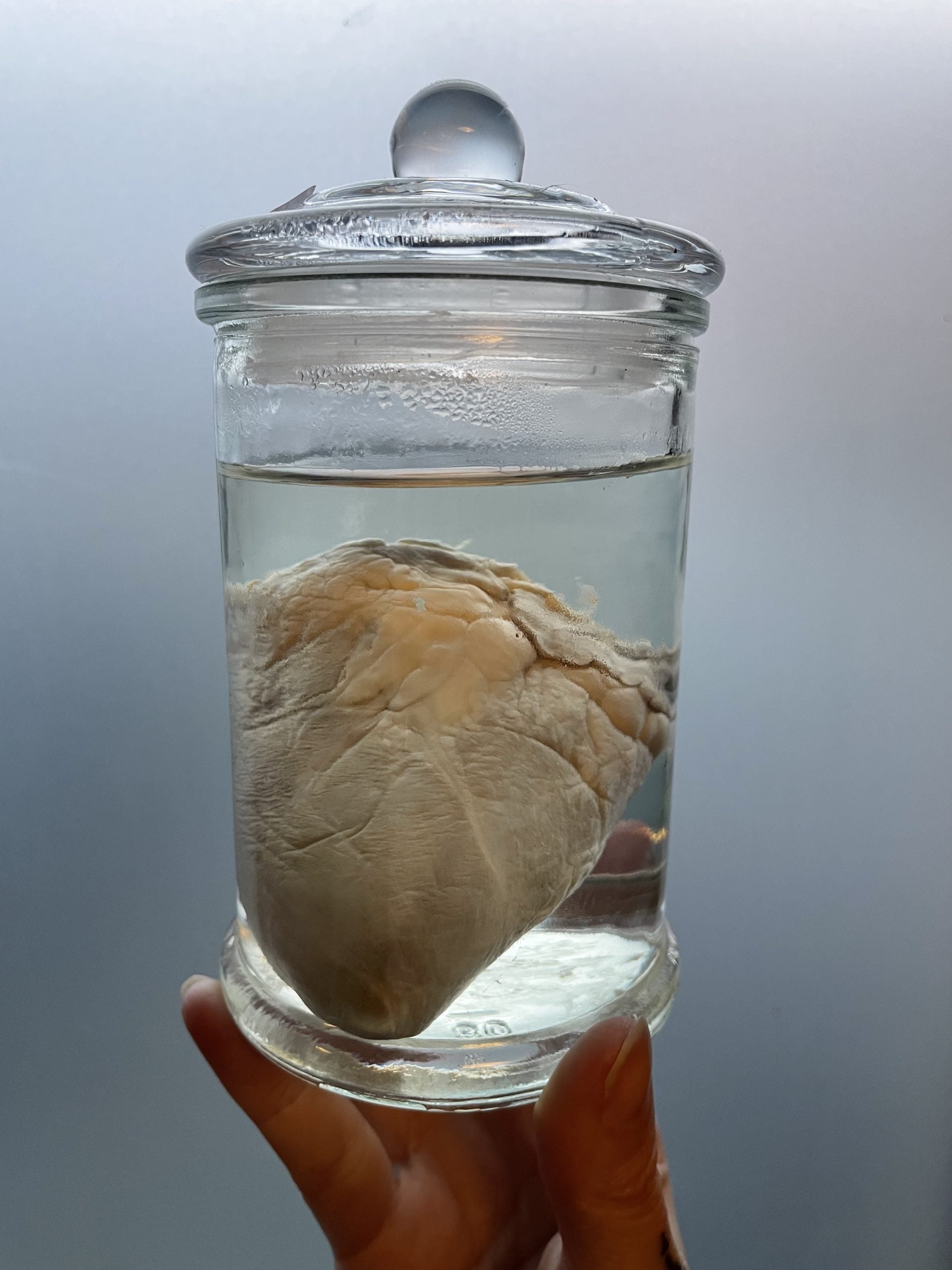 schaaps hart jar M - sterk water