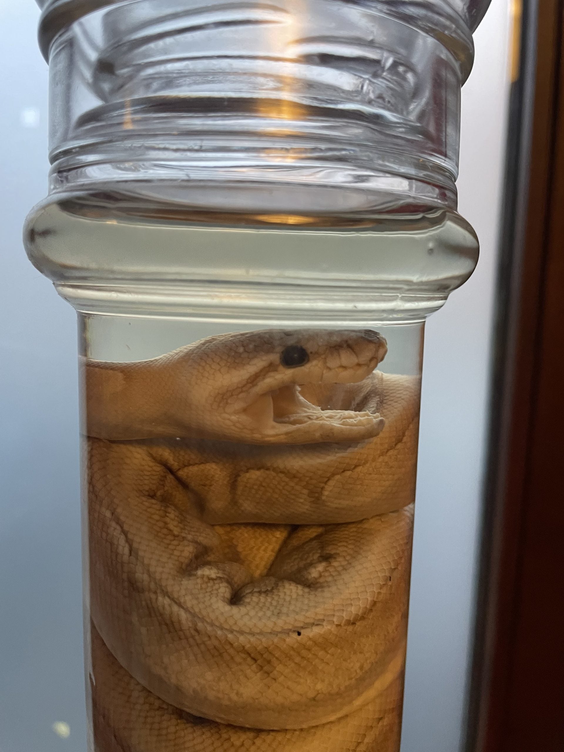 python beige hoge fles L (geen rubber in deksel) - sterk water