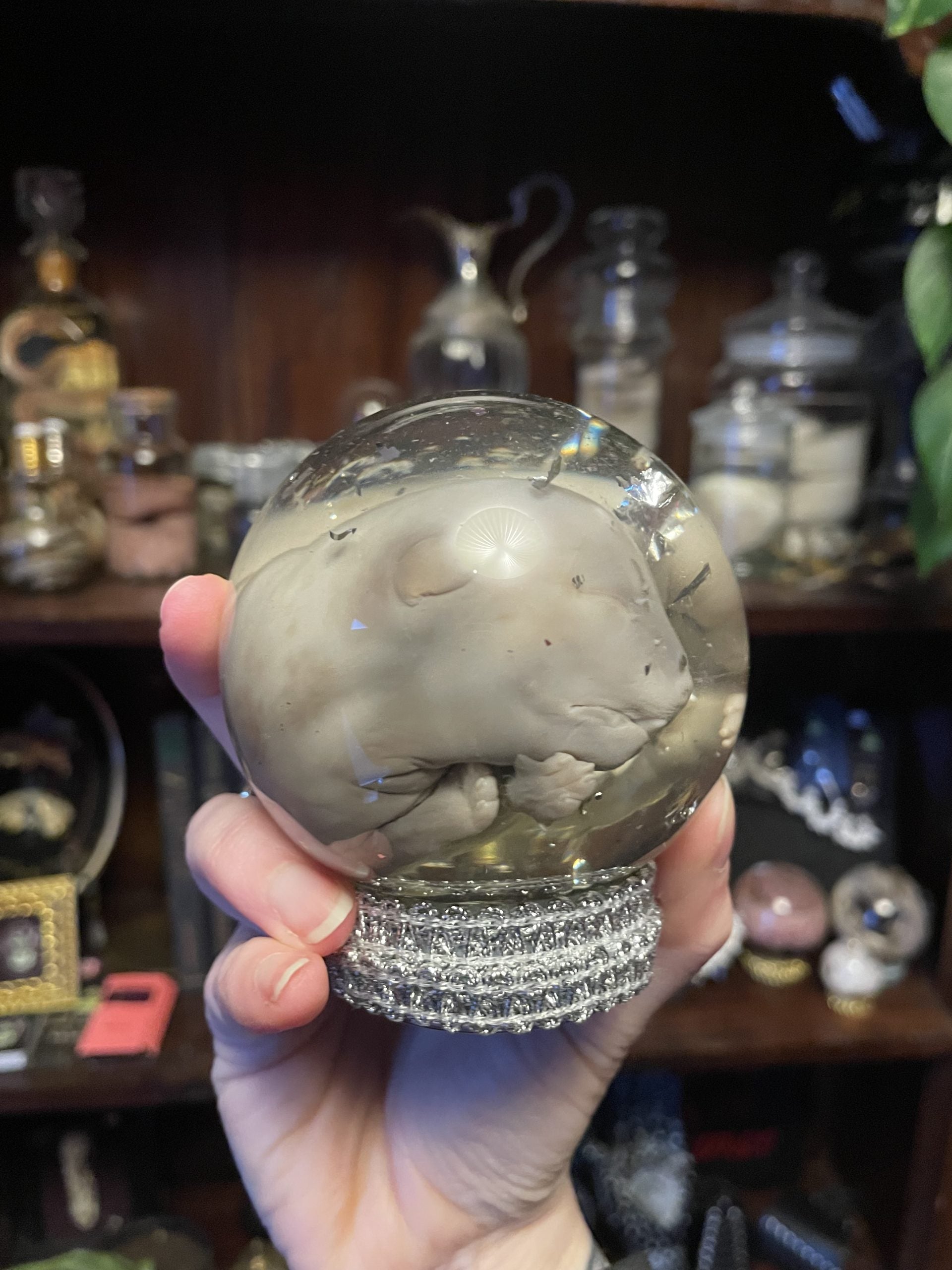 embryo puppy bol M - sterk water