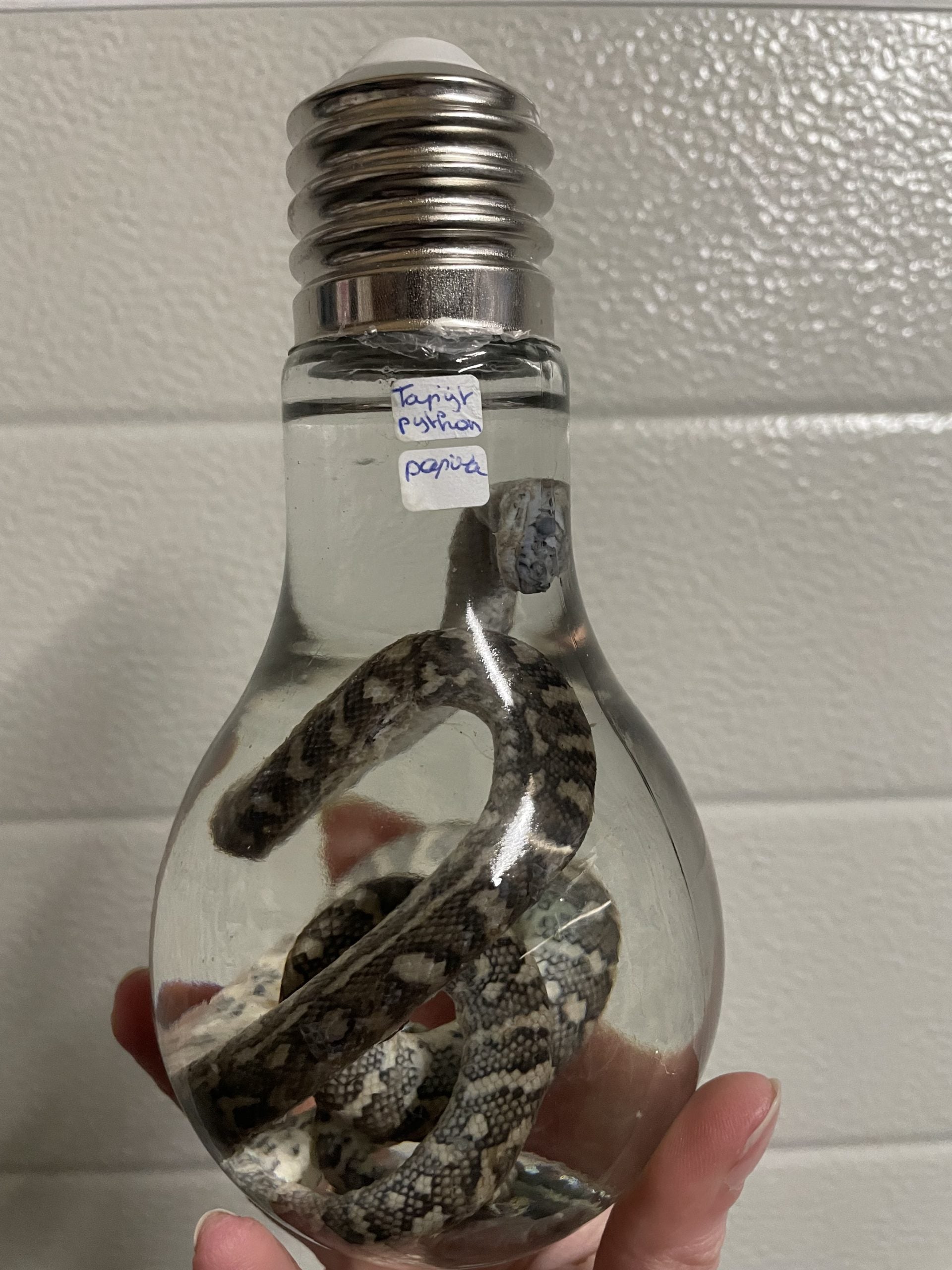 tapijt python lampvormige fles M - sterk water