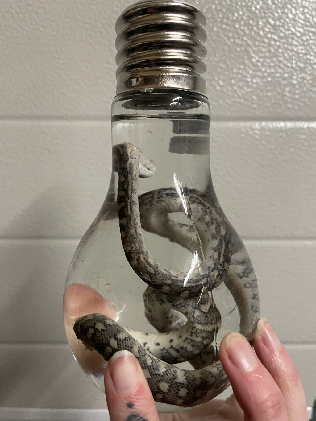 tapijt python lampvormige fles M - sterk water