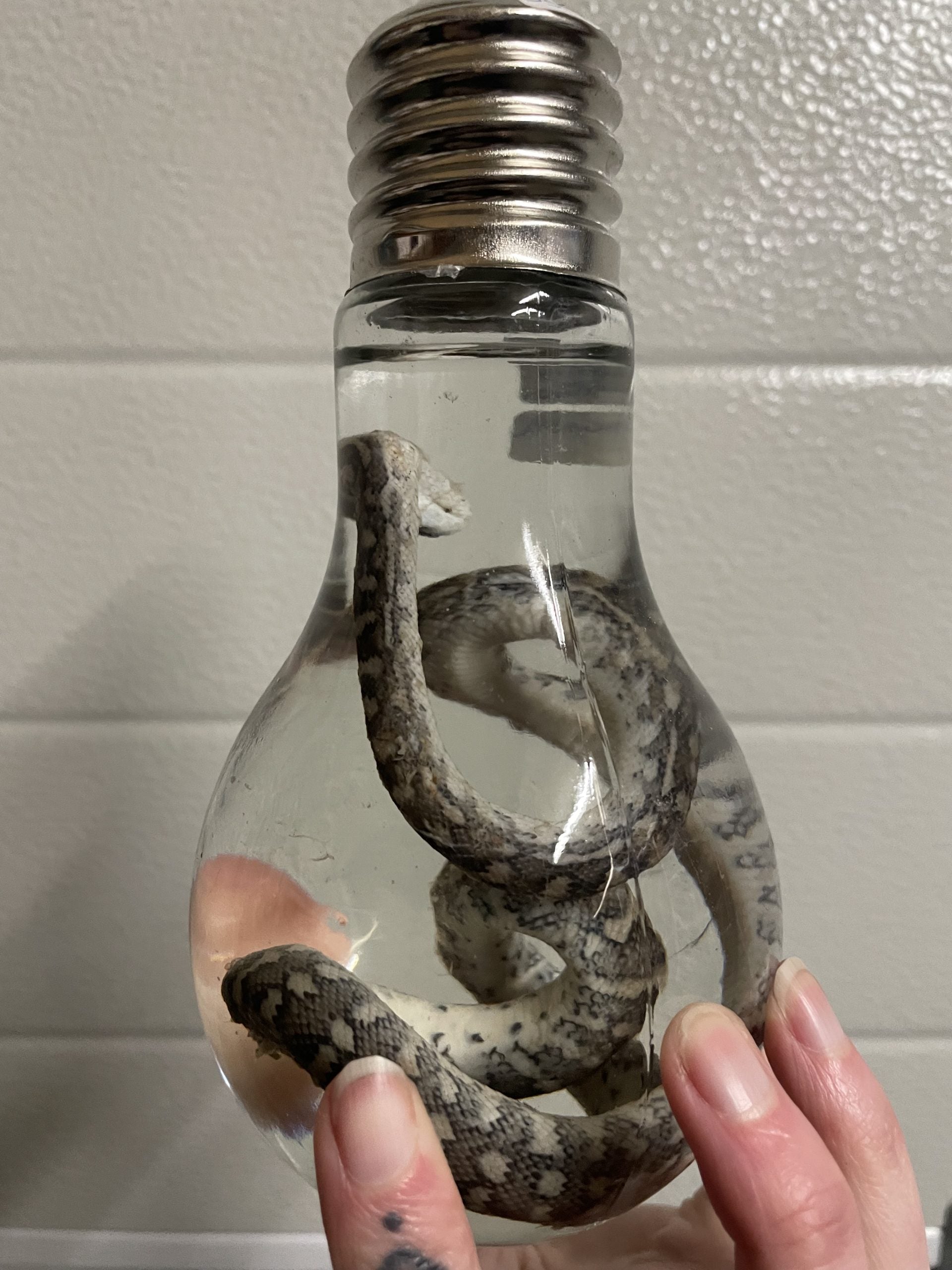 tapijt python lampvormige fles M - sterk water