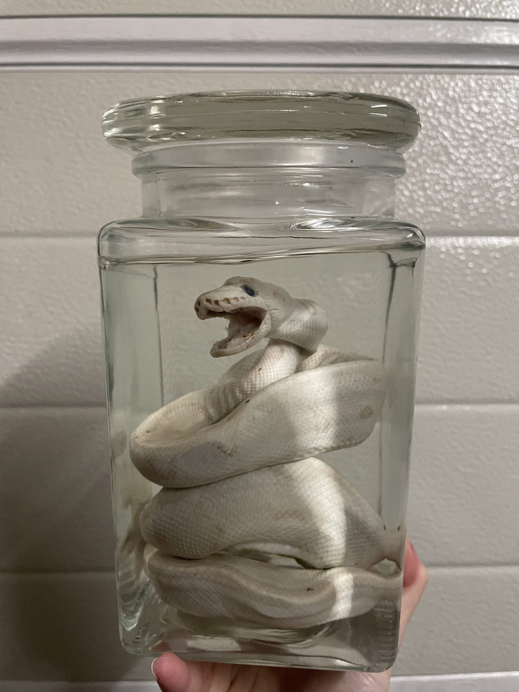 python wit pot L - sterk water