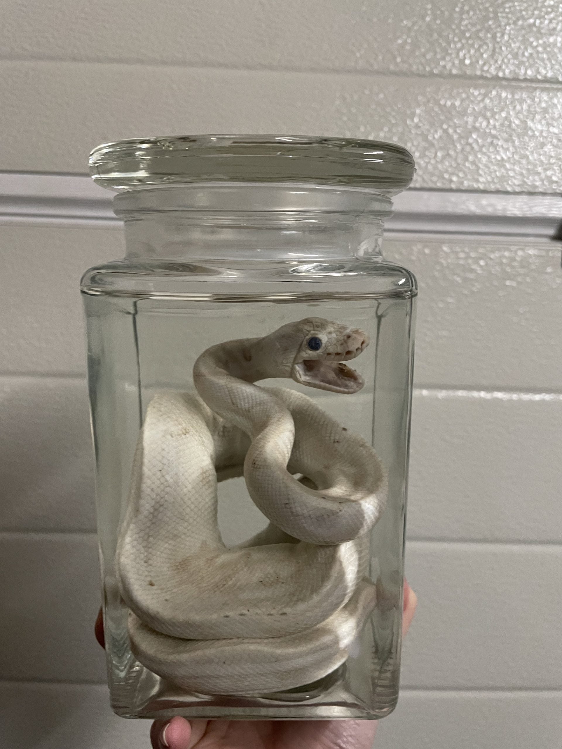 python wit pot L - sterk water