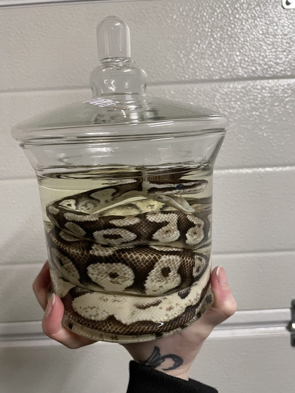 python bruin beige pot L (geen rubber onder deksel) - sterk water