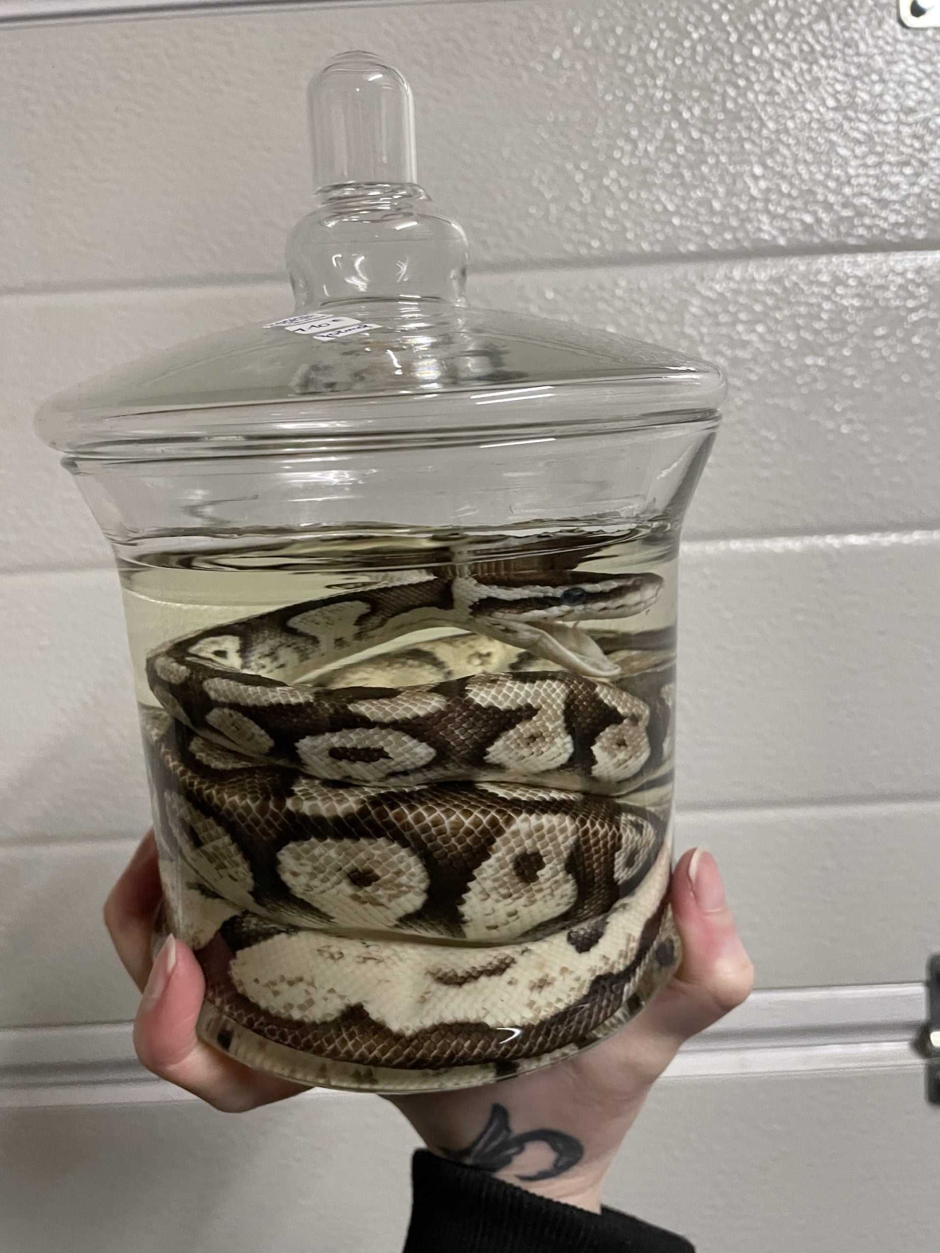 python bruin beige pot L (geen rubber onder deksel) - sterk water