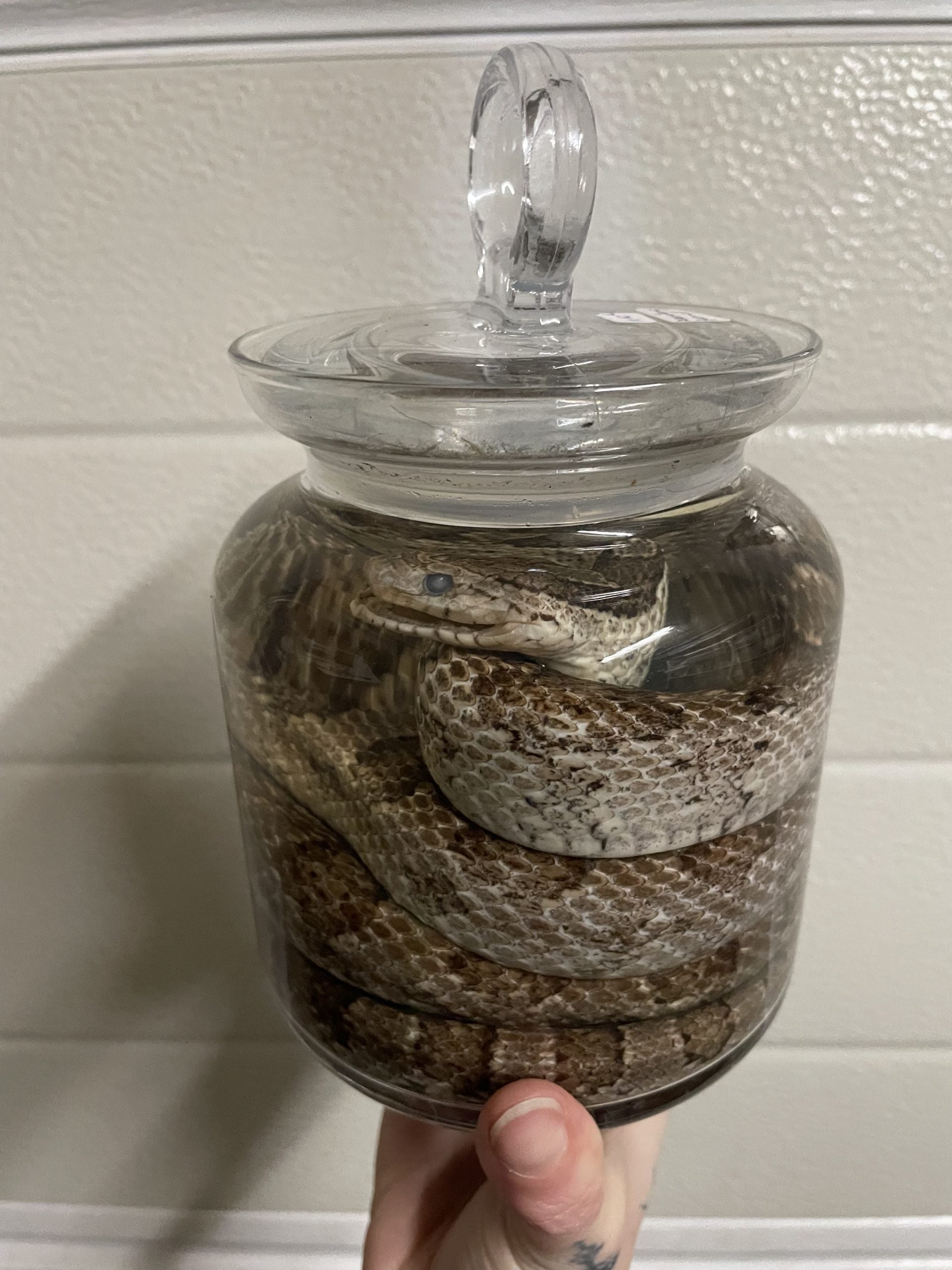 bruine korenslang snoep pot L - sterk water