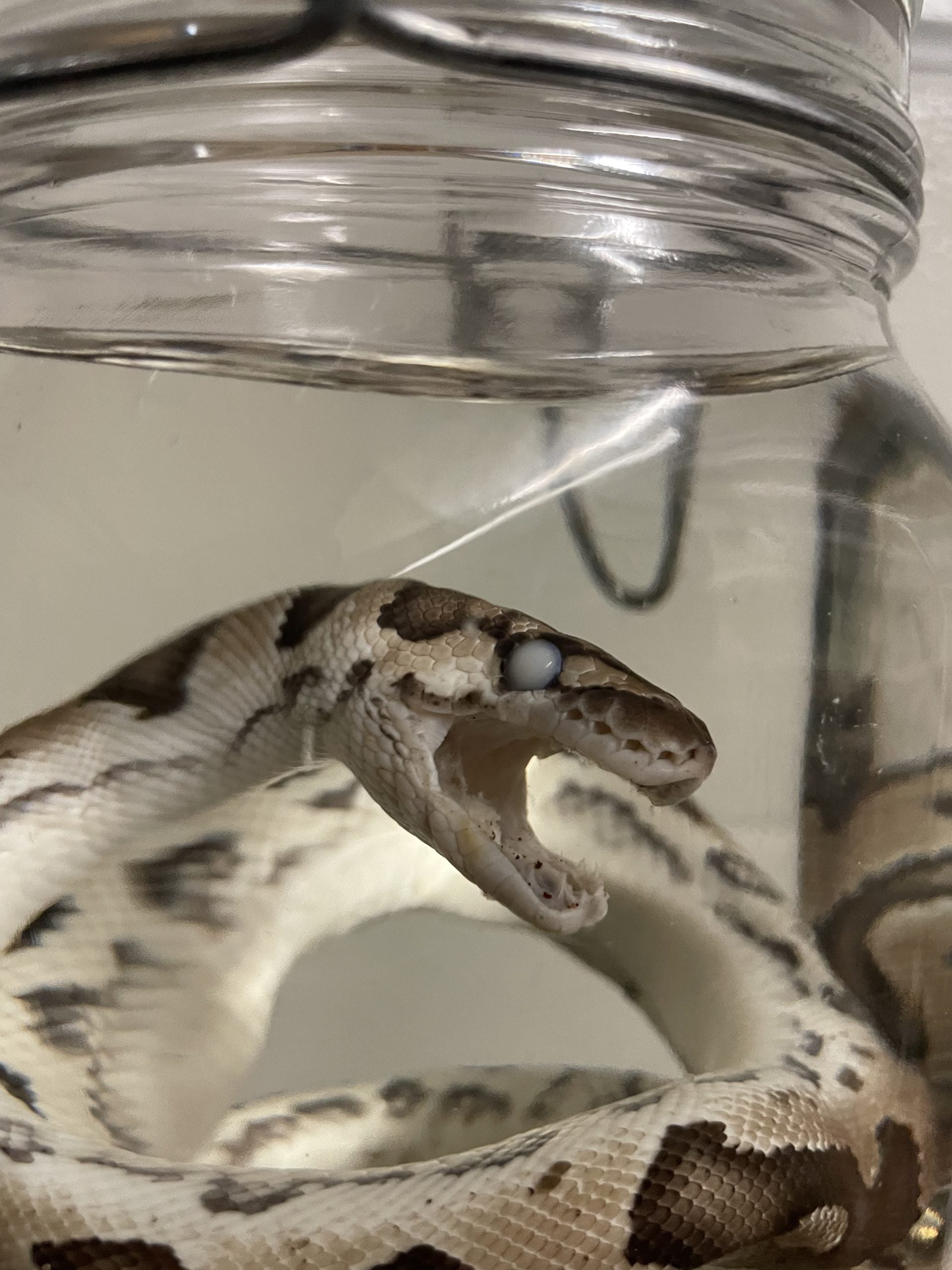 python bruin beige weckpot L - sterk water