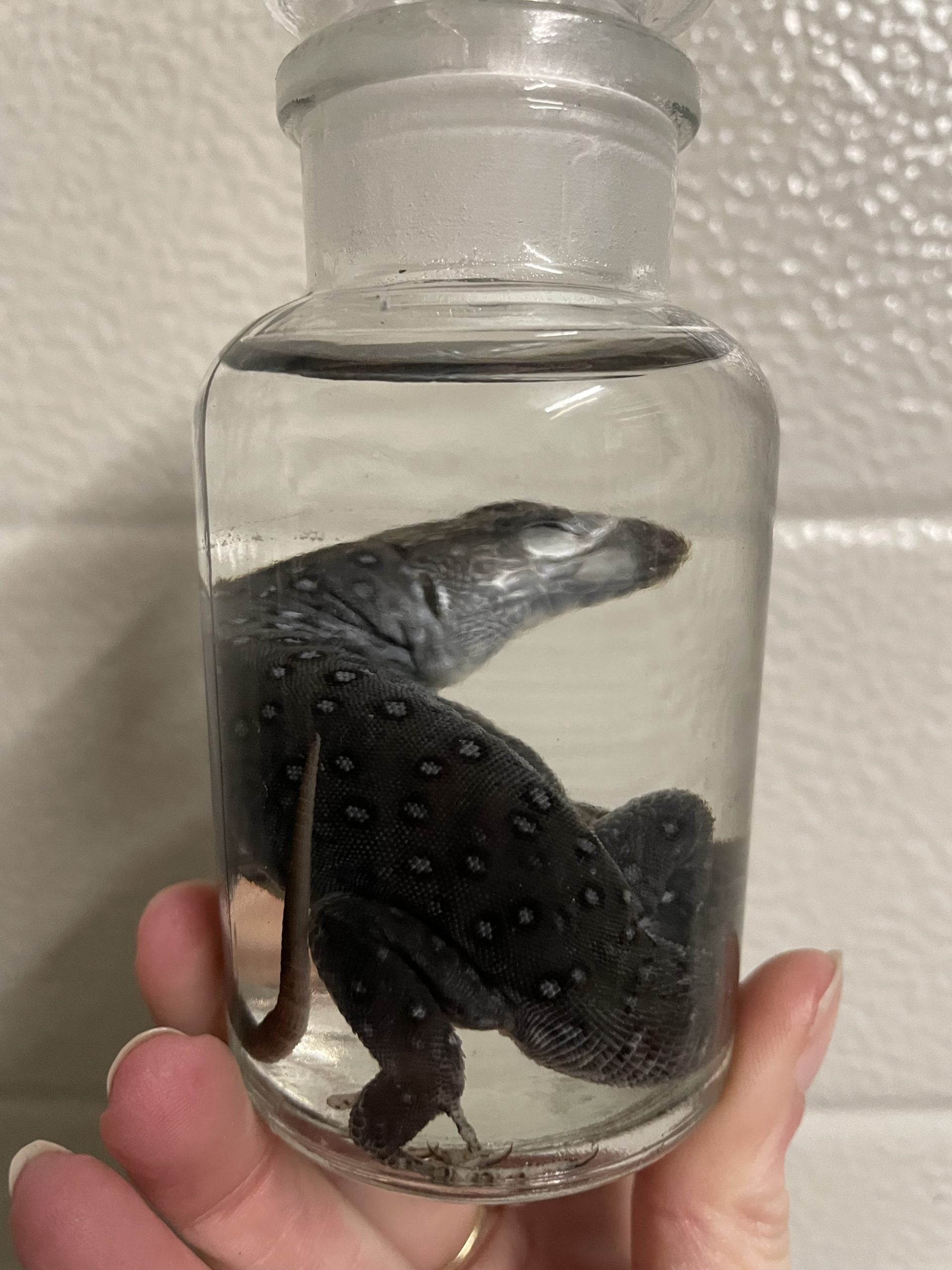 lancerta viridis  apotheekfles M- sterk water