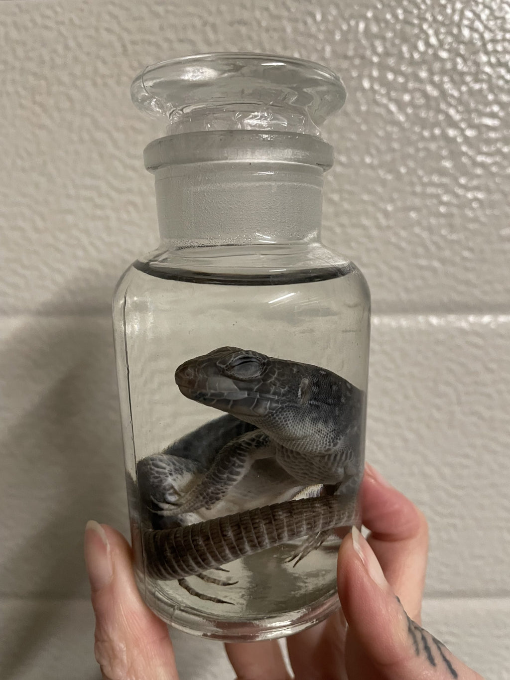 lancerta viridis  apotheekfles M- sterk water