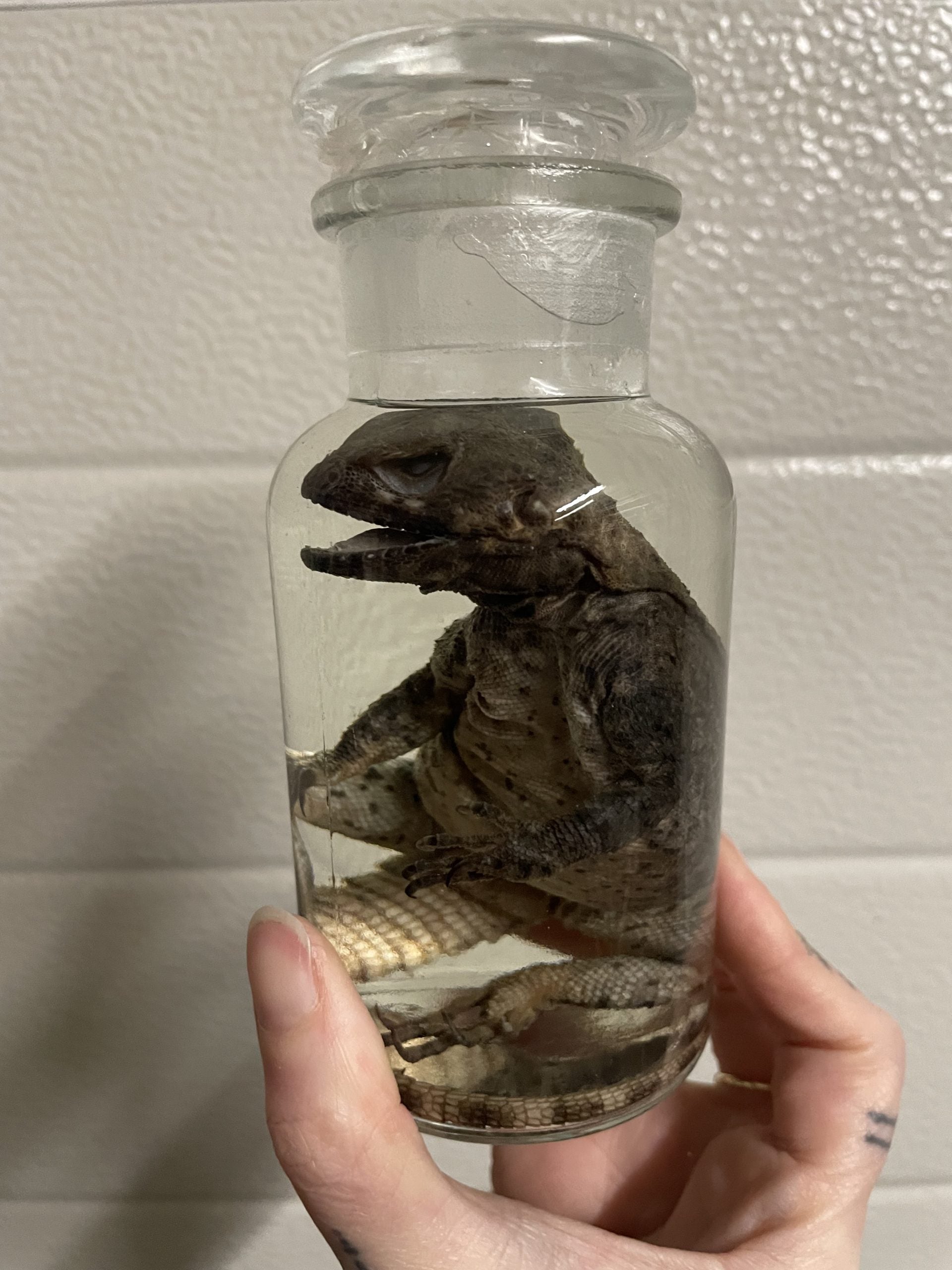 stelio agaam apotheekfles M - sterk water