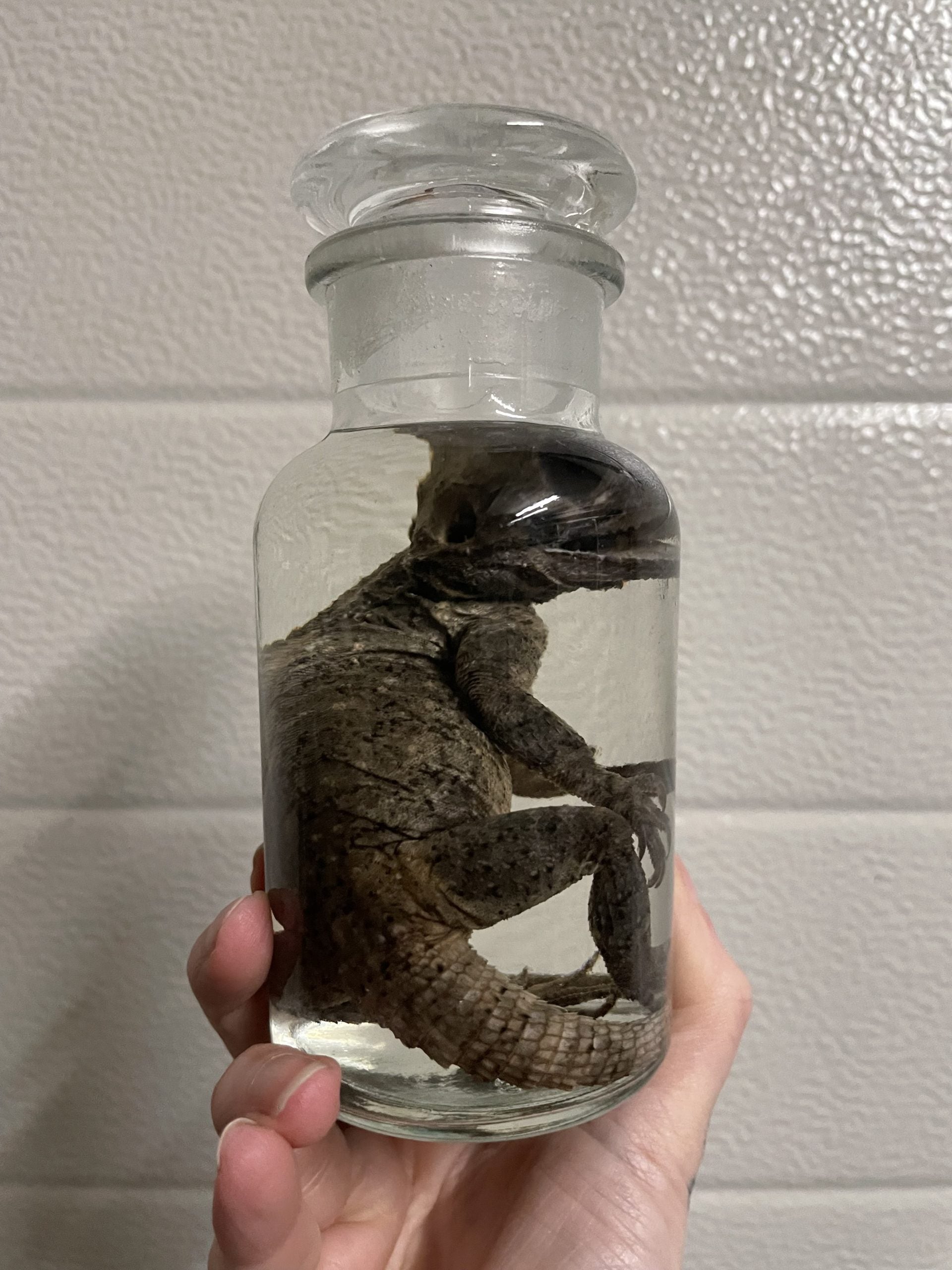 stelio agaam apotheekfles M - sterk water