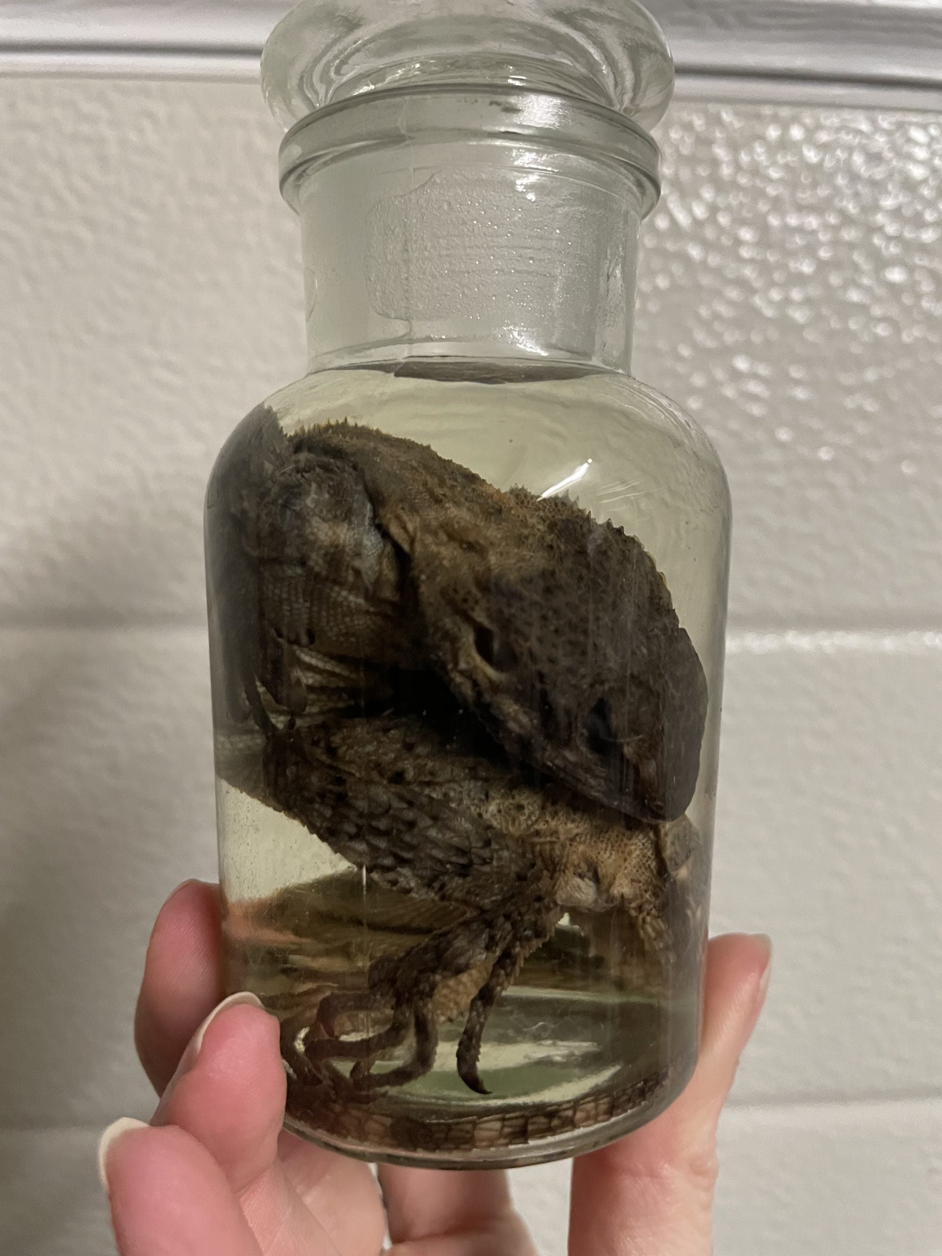 stelio agaam apotheekfles M - sterk water