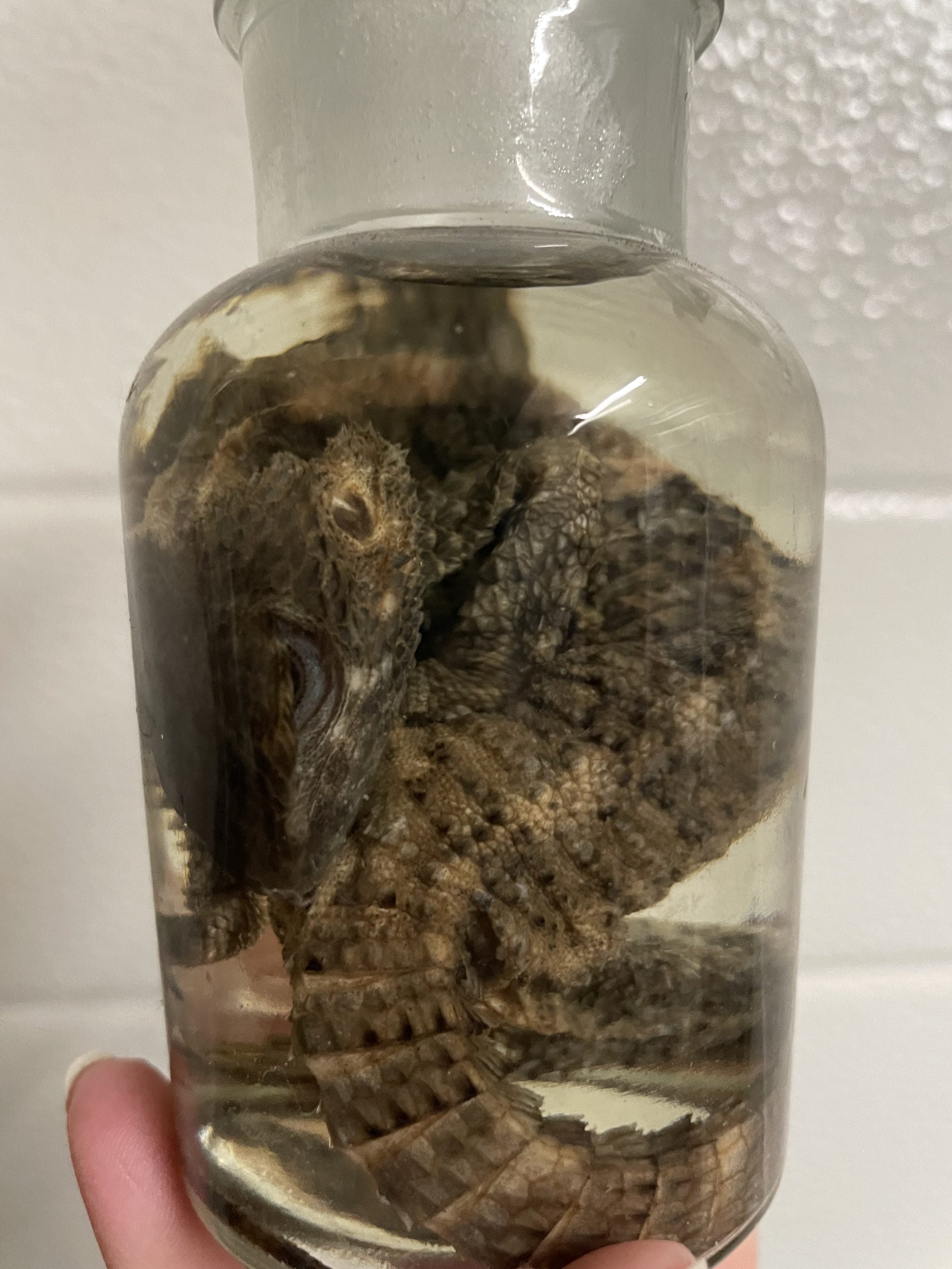 stelio agaam apotheekfles M - sterk water