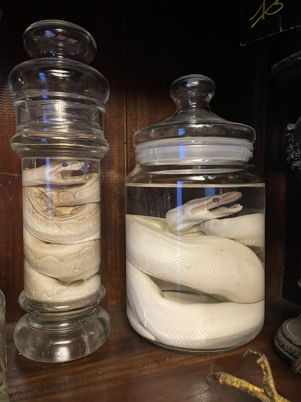 python wit snoeppot XL - sterk water