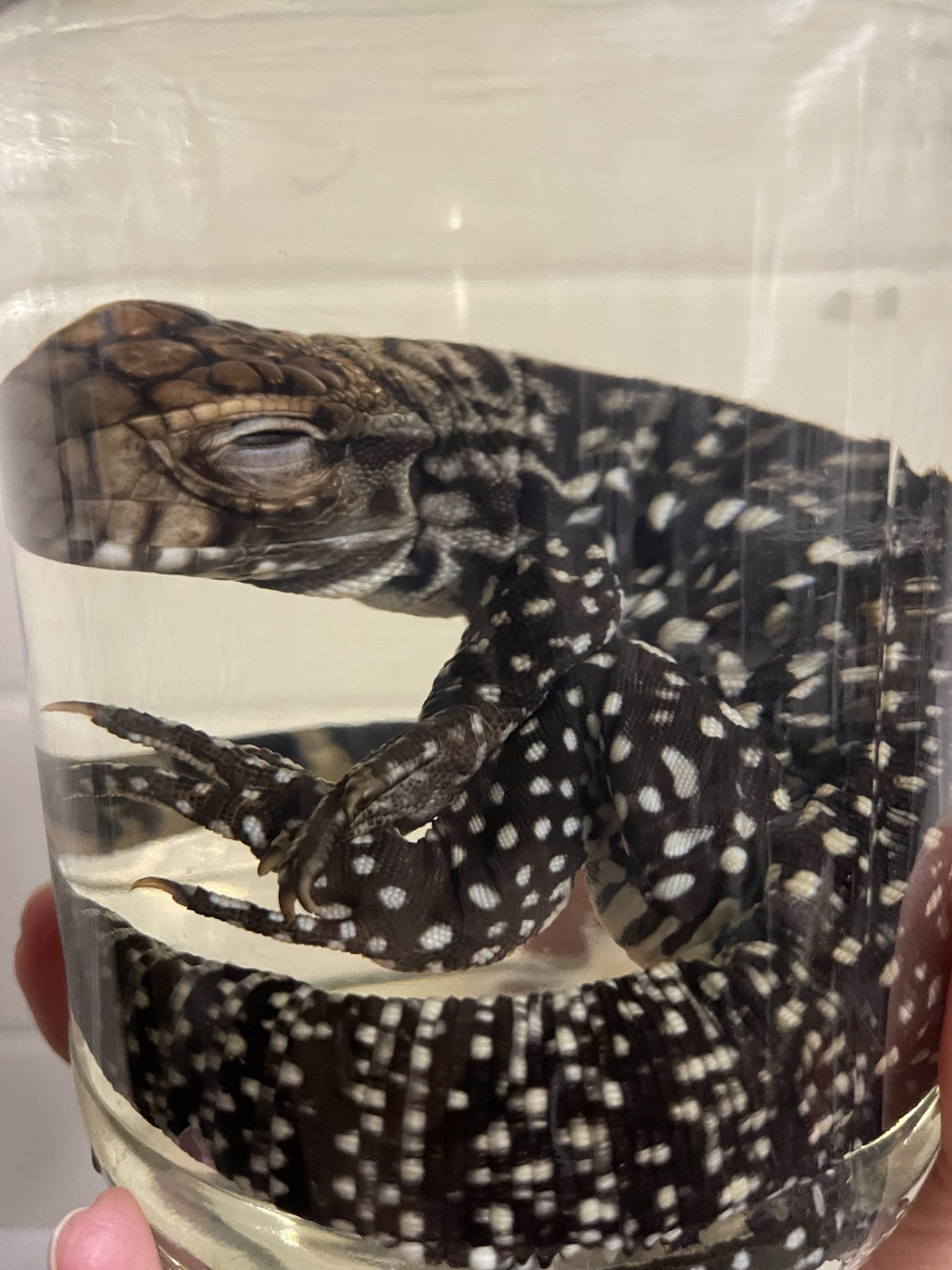 zwart wit teju pot L- sterk water