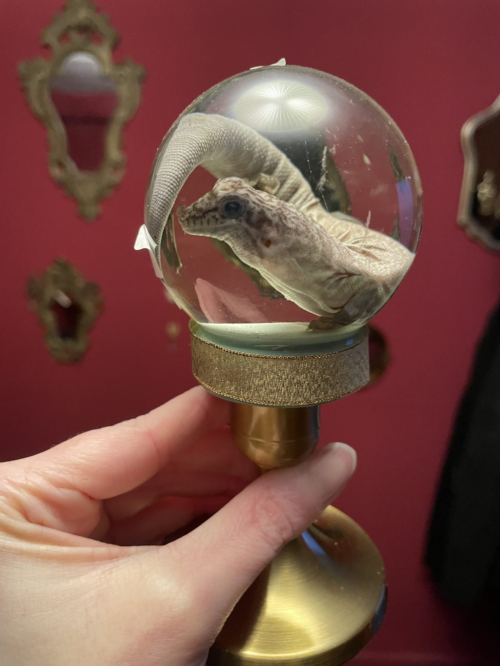 dag gekko bol S - sterk water