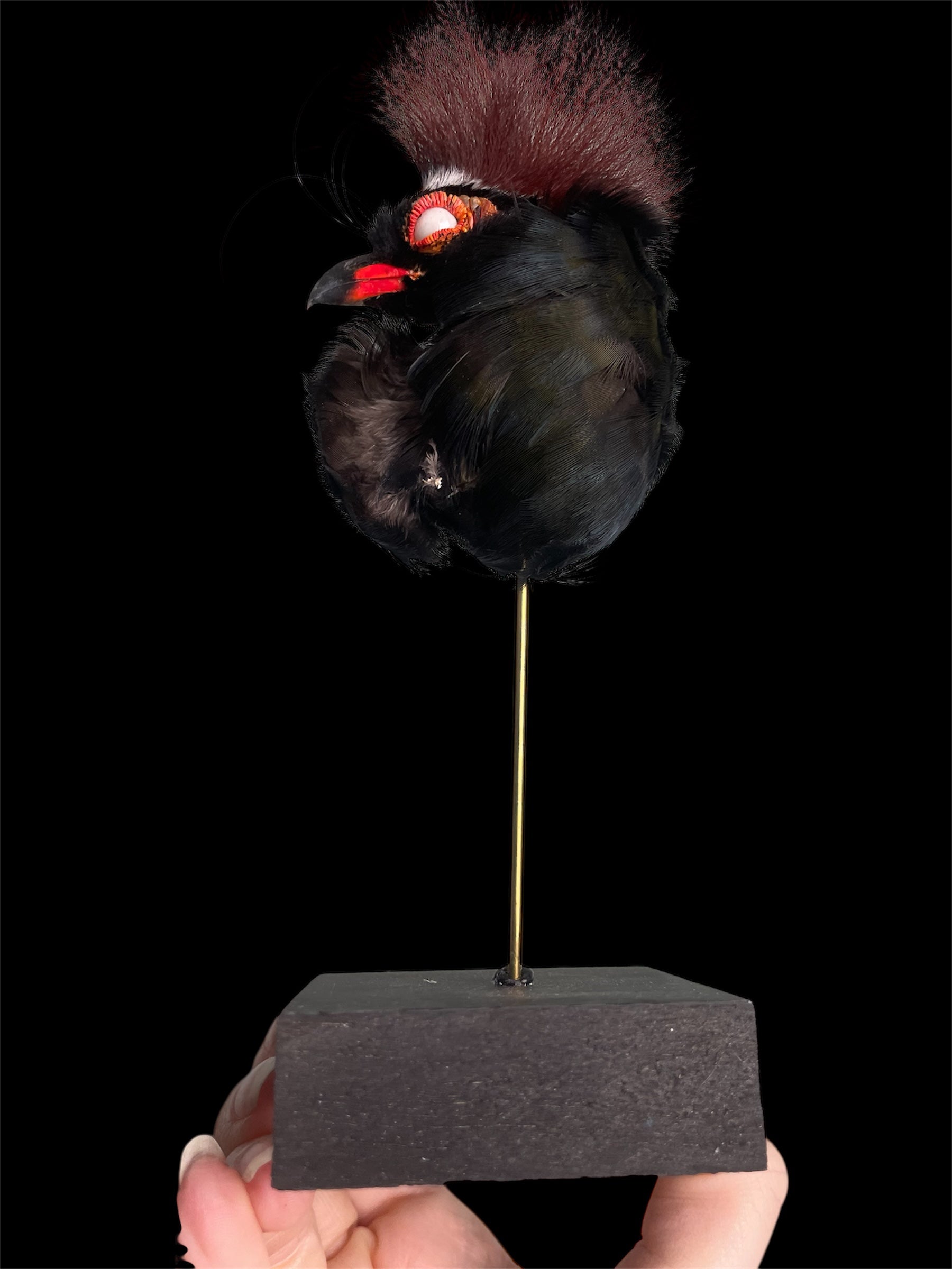 staander zwarte kop vogel - gothbird