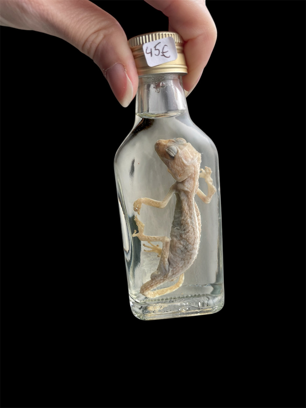 grootkopgekko fles S - sterk water