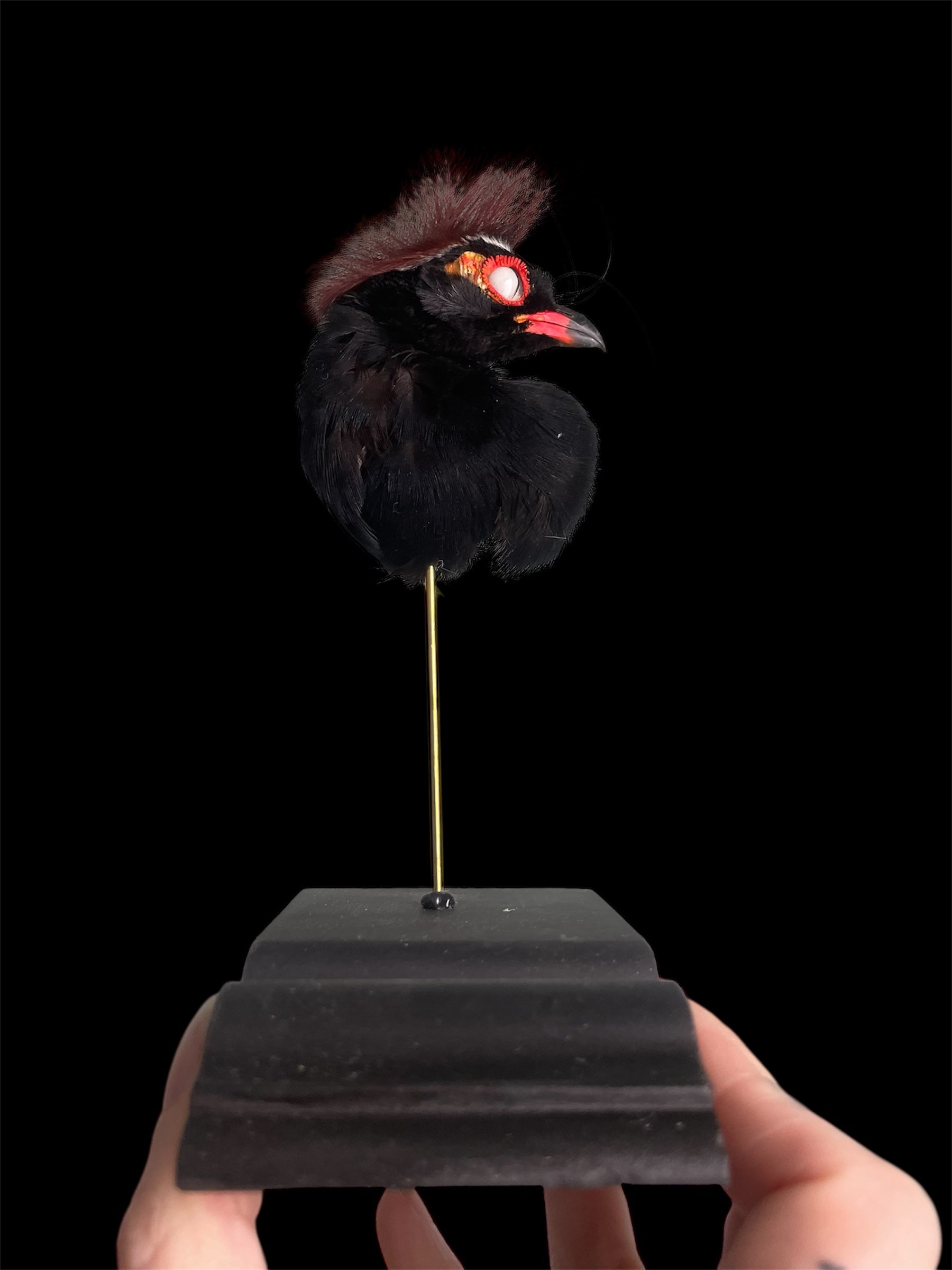 staander zwarte kop vogel - gothbird