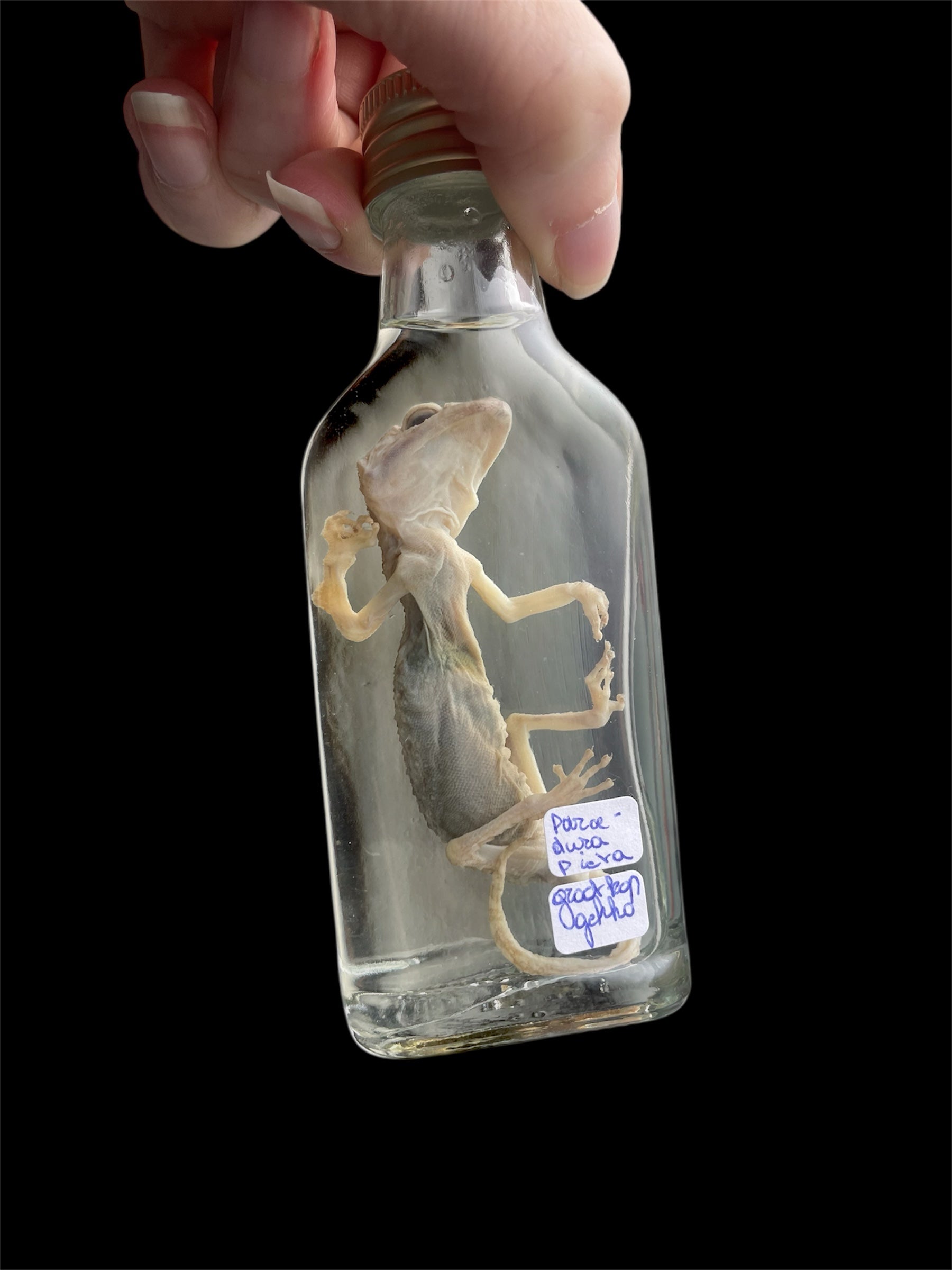 grootkopgekko fles S - sterk water