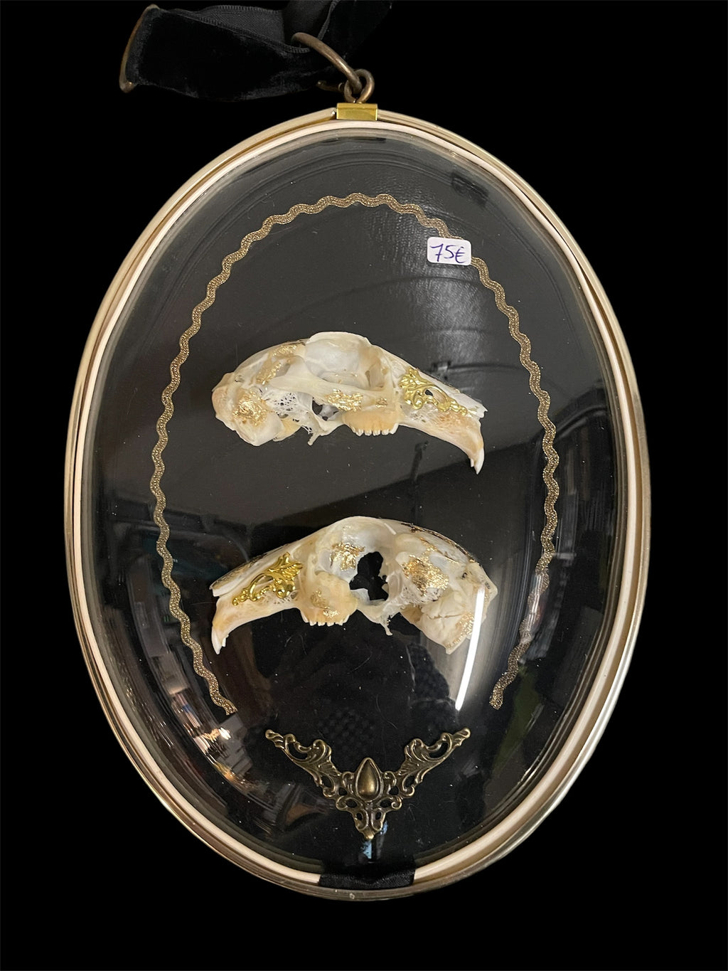 kader schedel konijn ovaal B