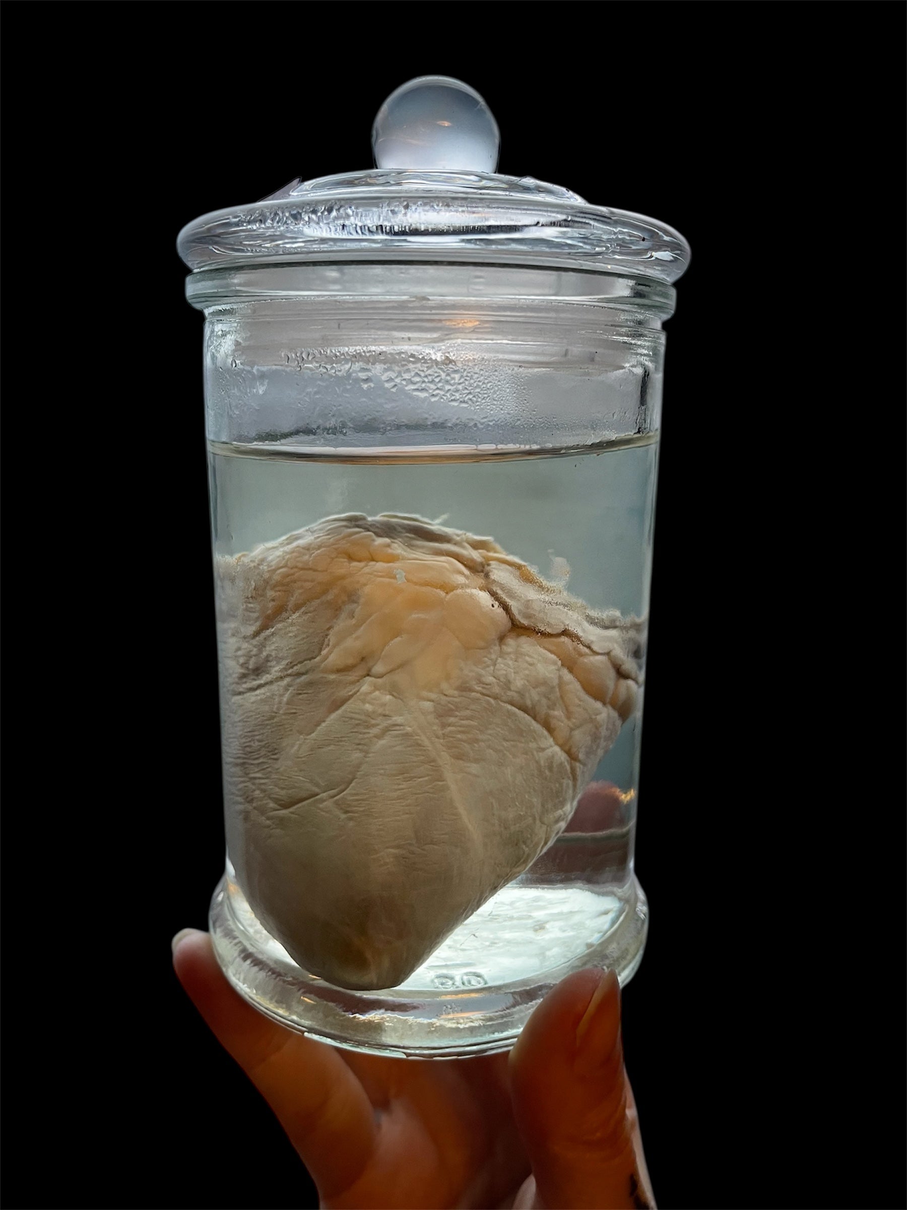 schaaps hart jar M - sterk water