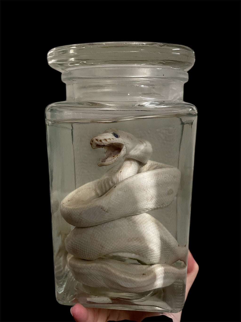 python wit pot L - sterk water