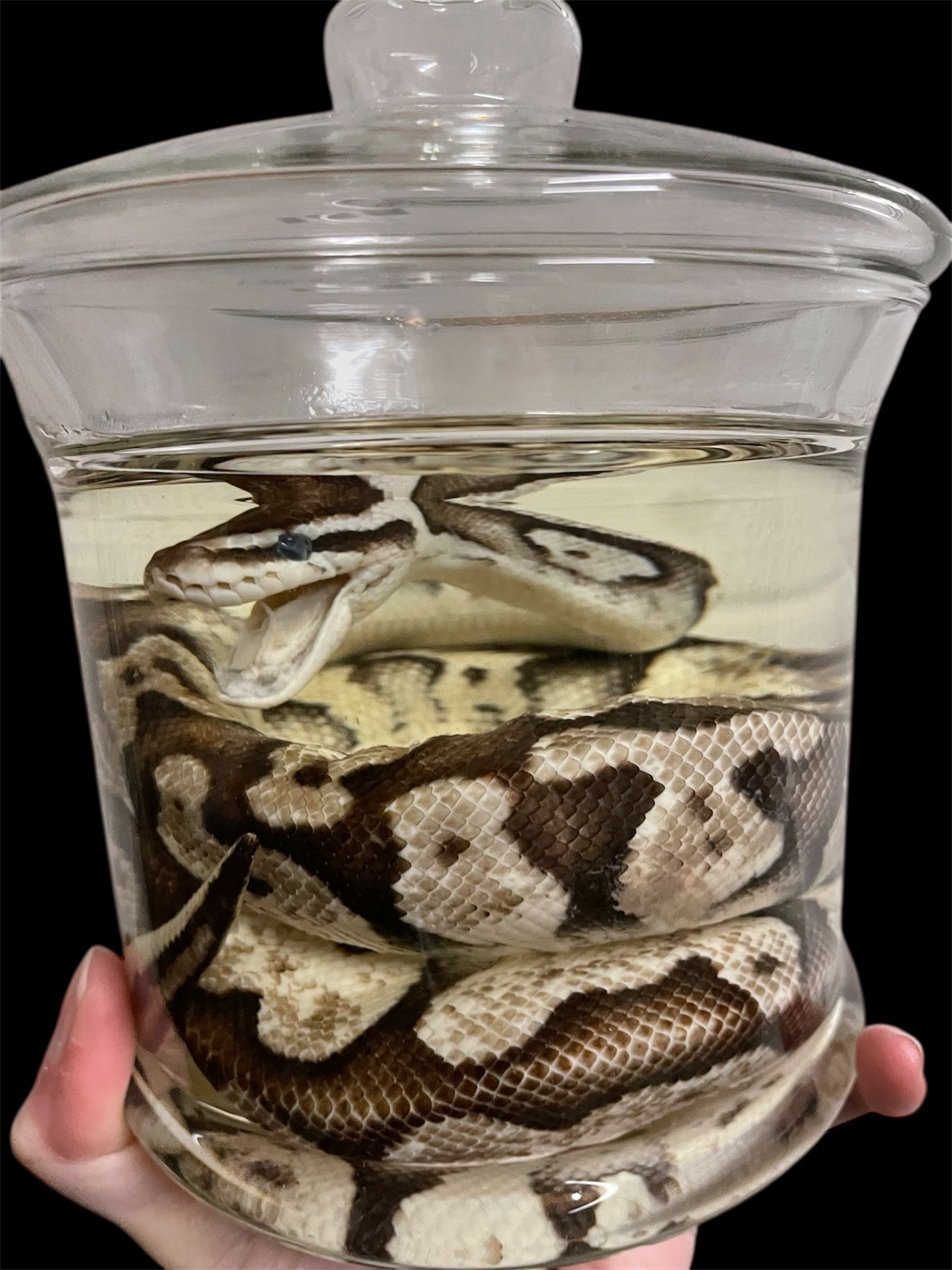 python bruin beige pot L (geen rubber onder deksel) - sterk water