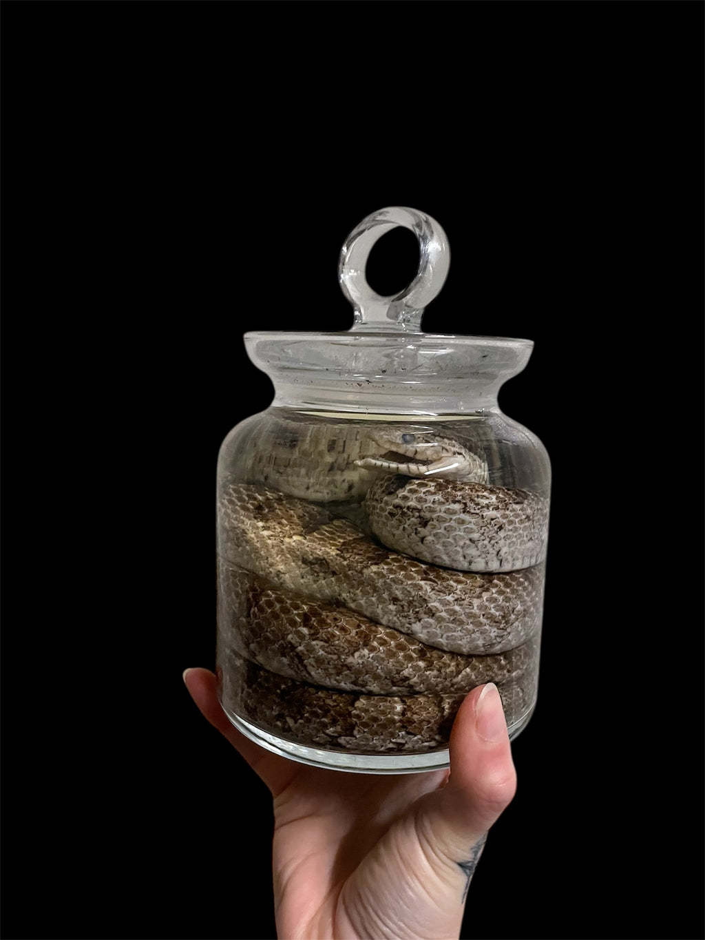 bruine korenslang snoep pot L - sterk water