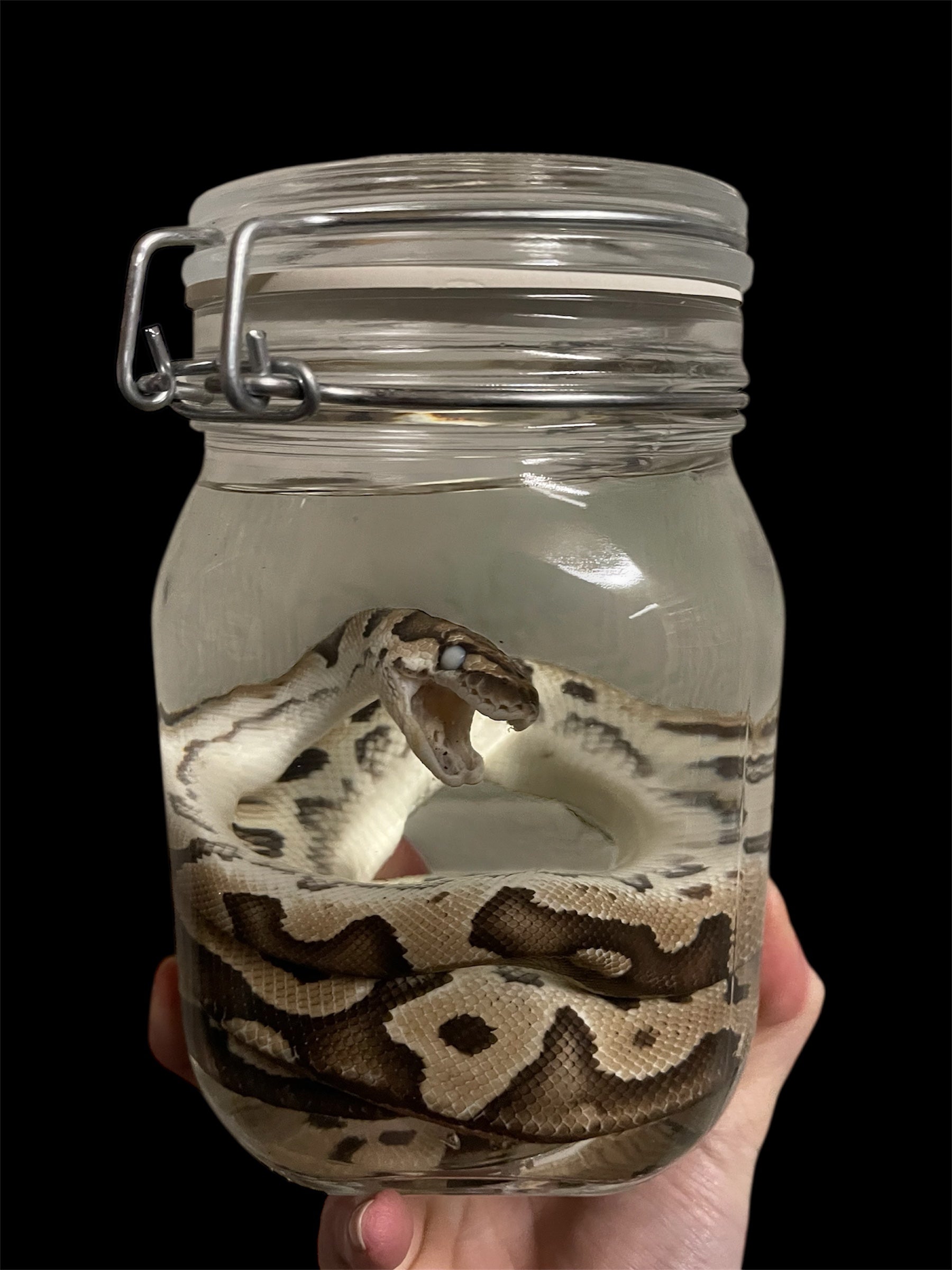 python bruin beige weckpot L - sterk water