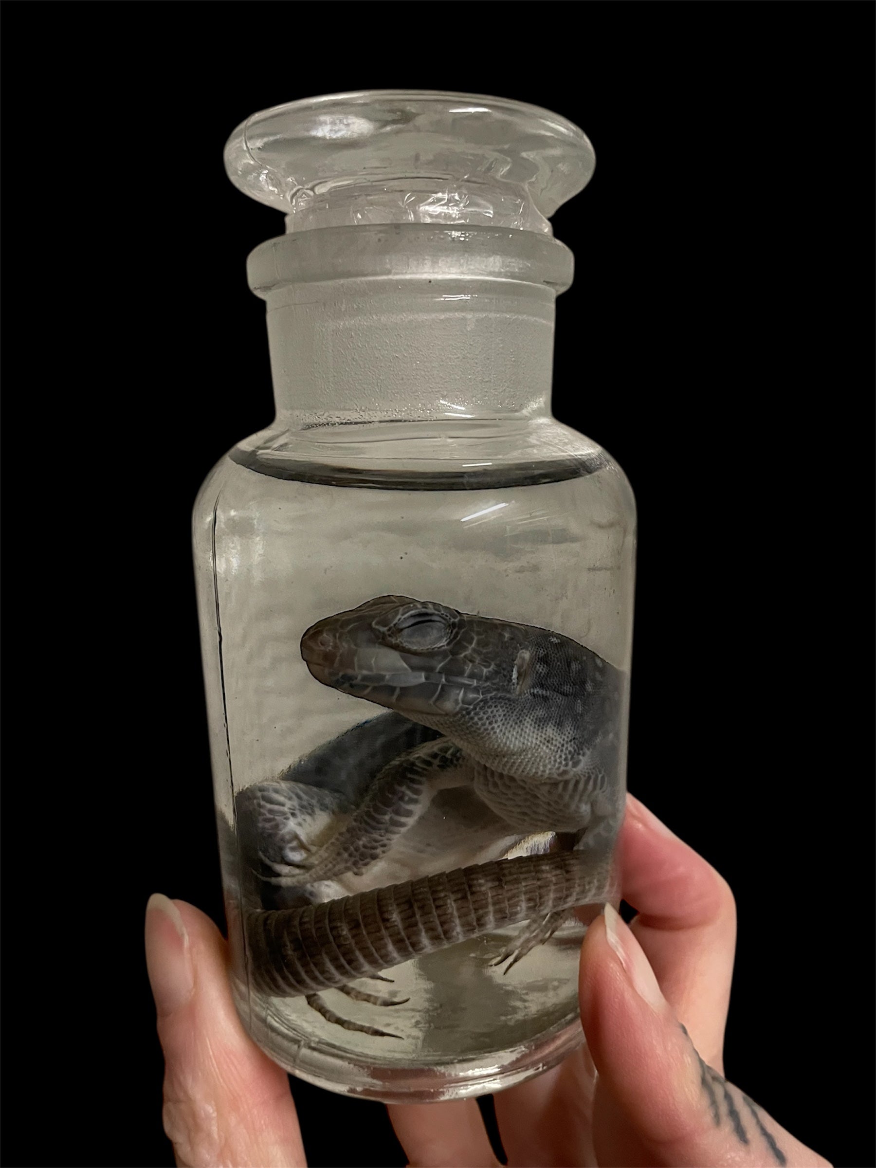 lancerta viridis  apotheekfles M- sterk water