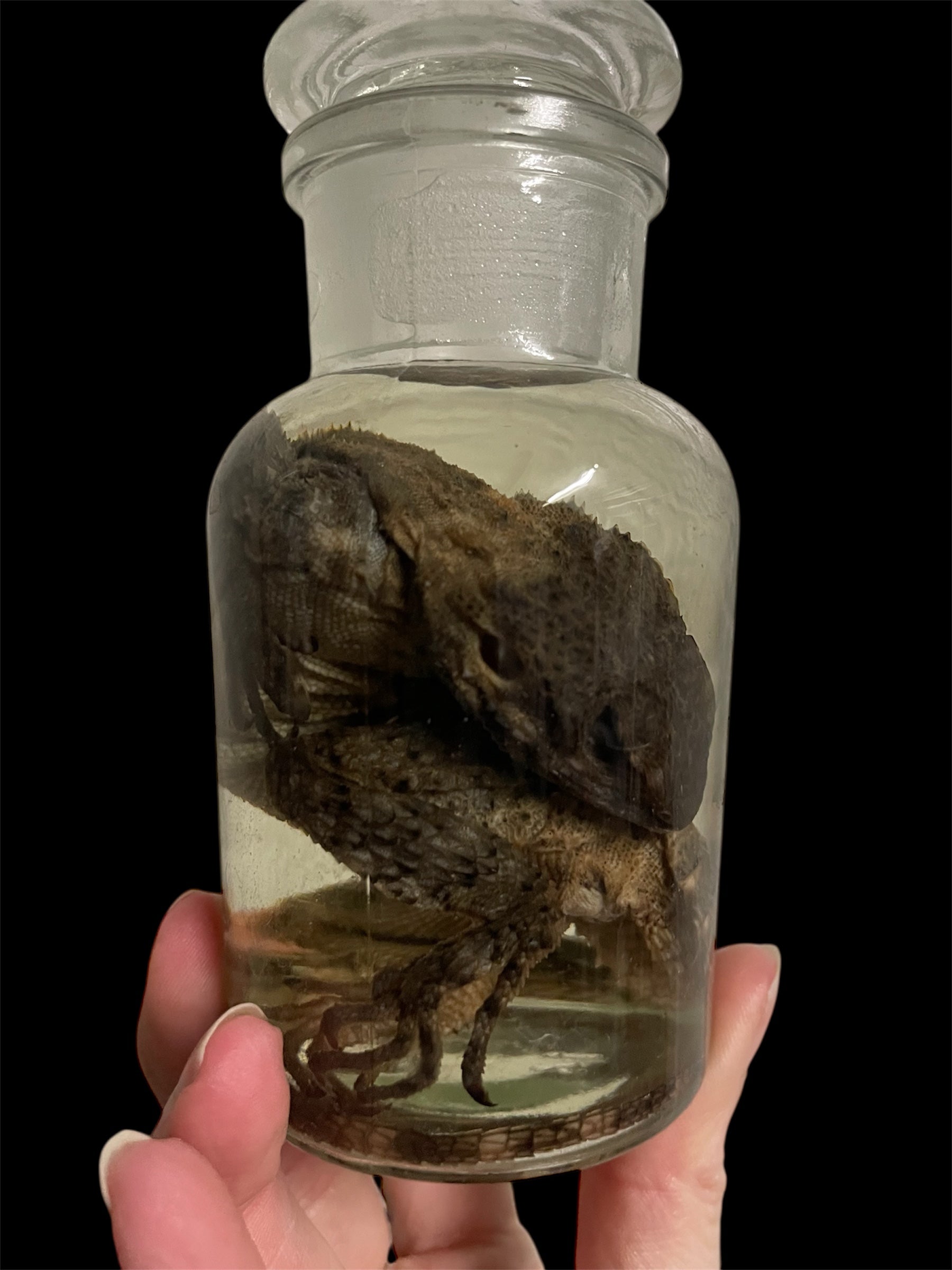 stelio agaam apotheekfles M - sterk water