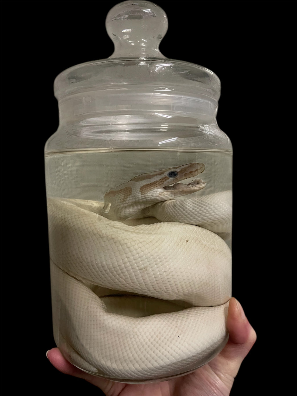 python wit snoeppot XL - sterk water