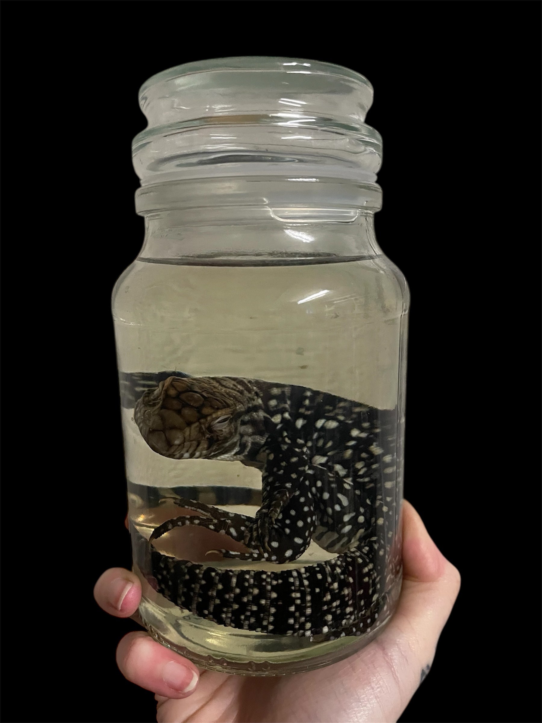 zwart wit teju pot L- sterk water