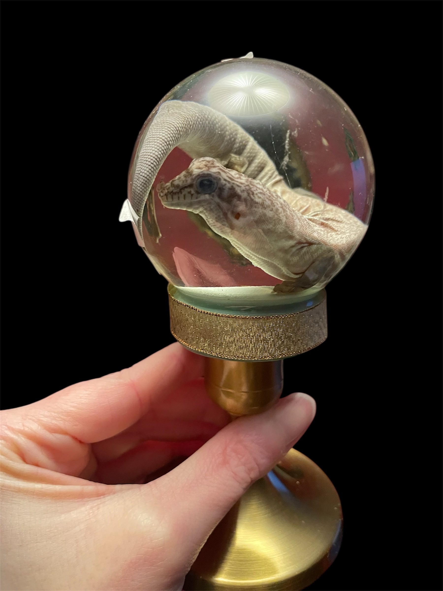 dag gekko bol S - sterk water