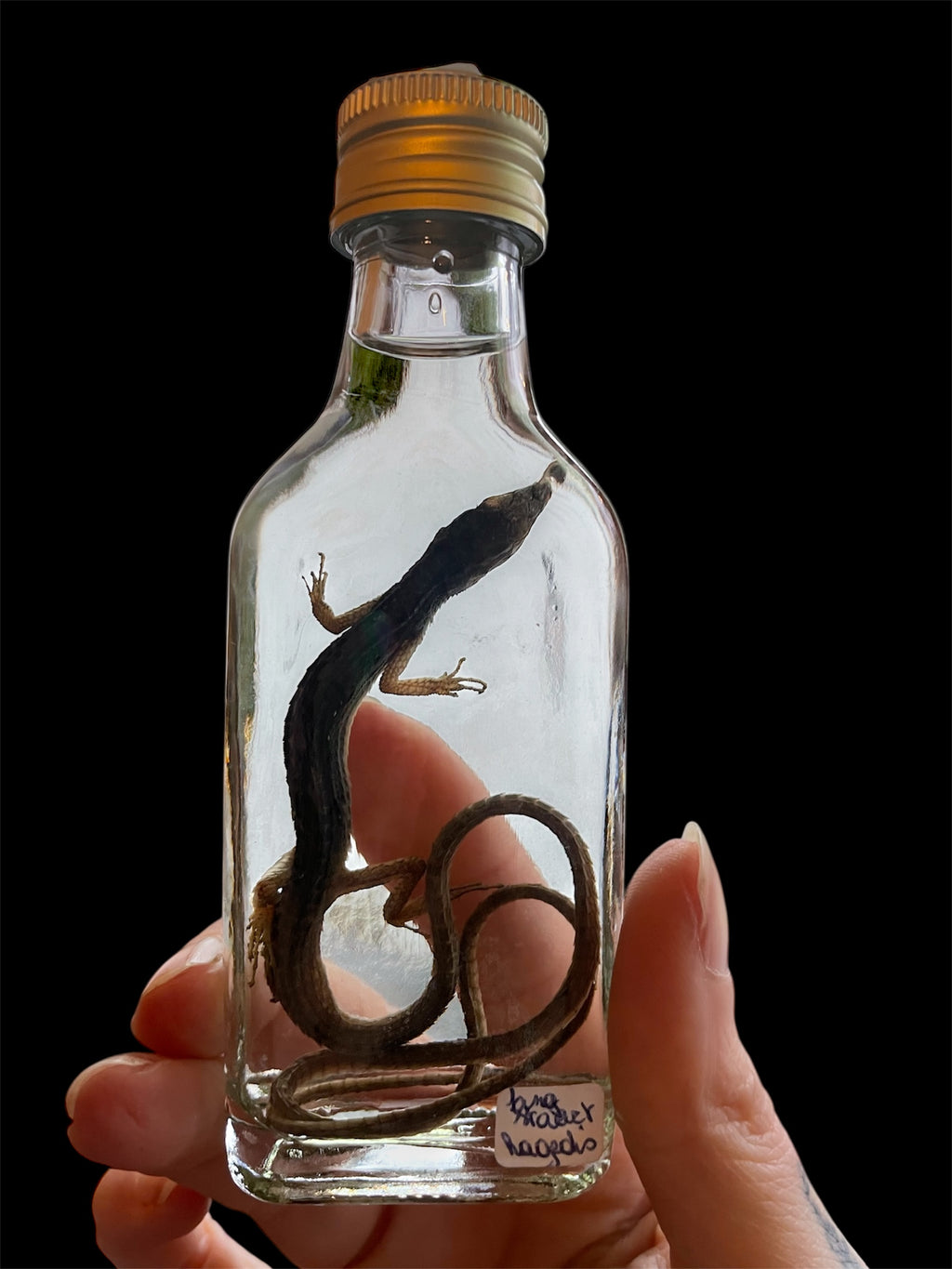 langstaart hagedis fles S - sterk water