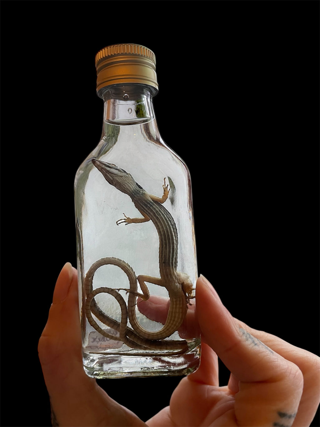 langstaart hagedis fles S - sterk water