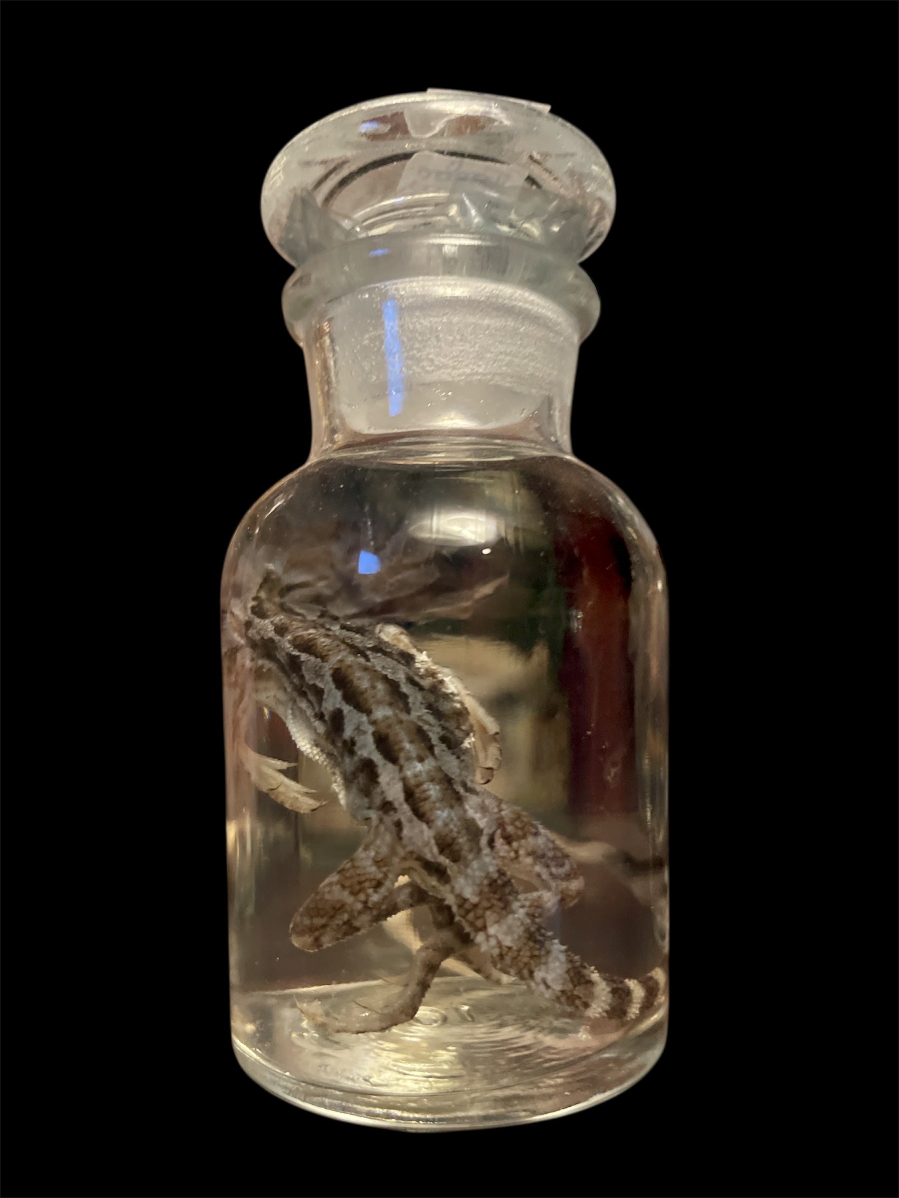 baardagaam  apotheekfles S - sterk water