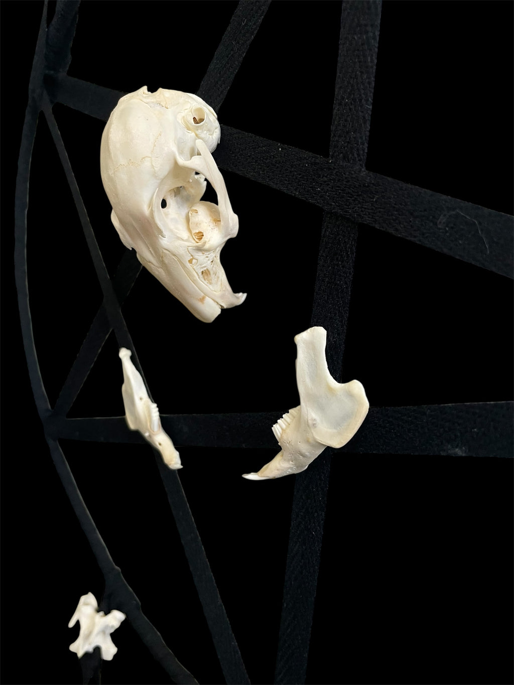 Skull totem - Vigdis M