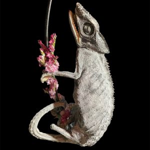 flower hoop kameleon