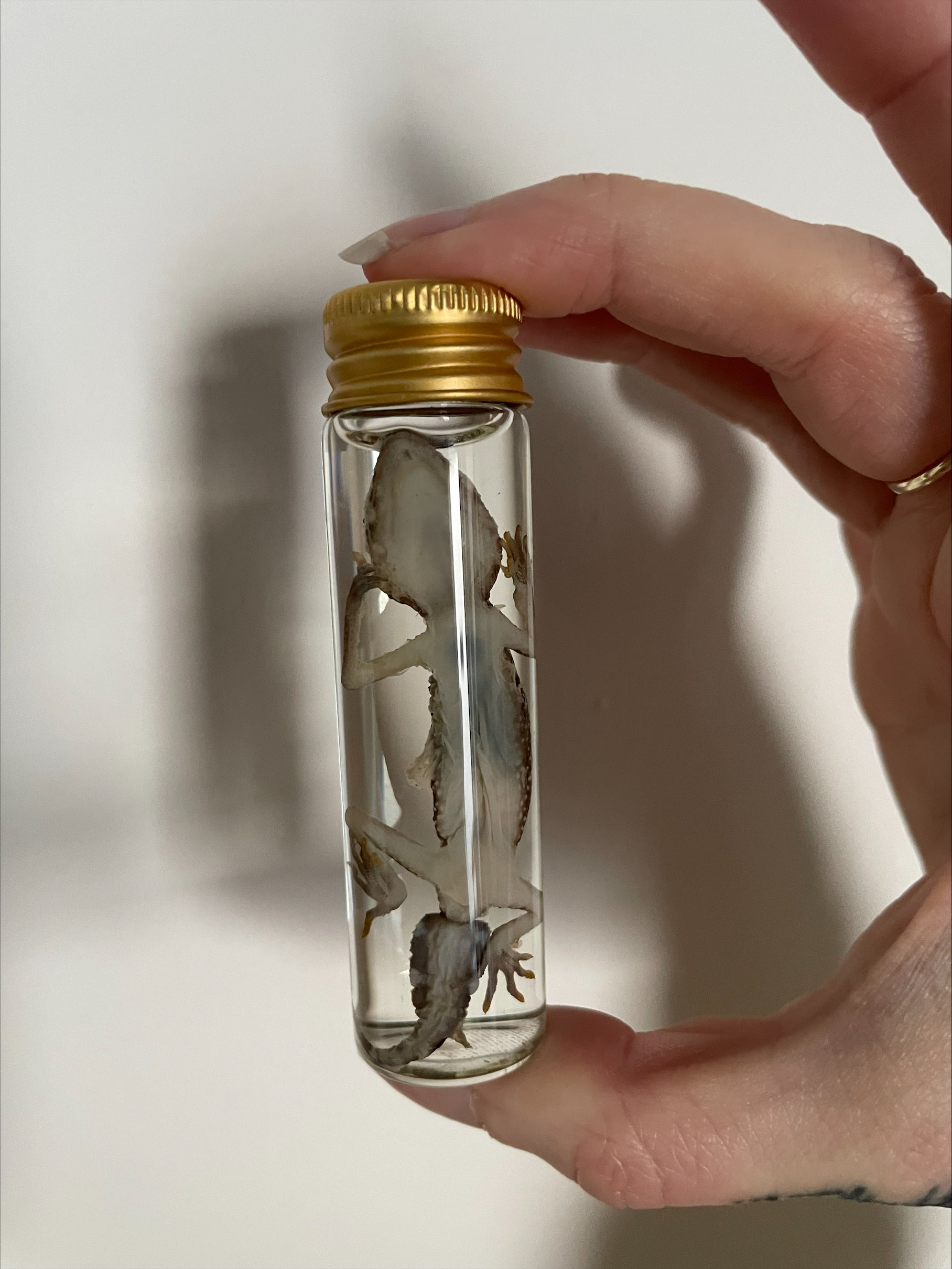 viper gekko buisje - sterk water